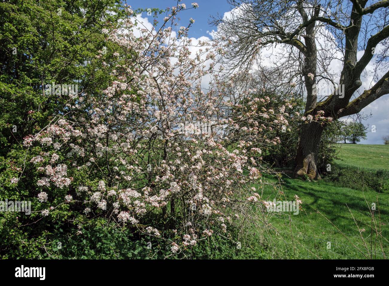 Crab Apple Tree in Flower, Thorpe, Peak District National Park, Derbyshire Stockfoto