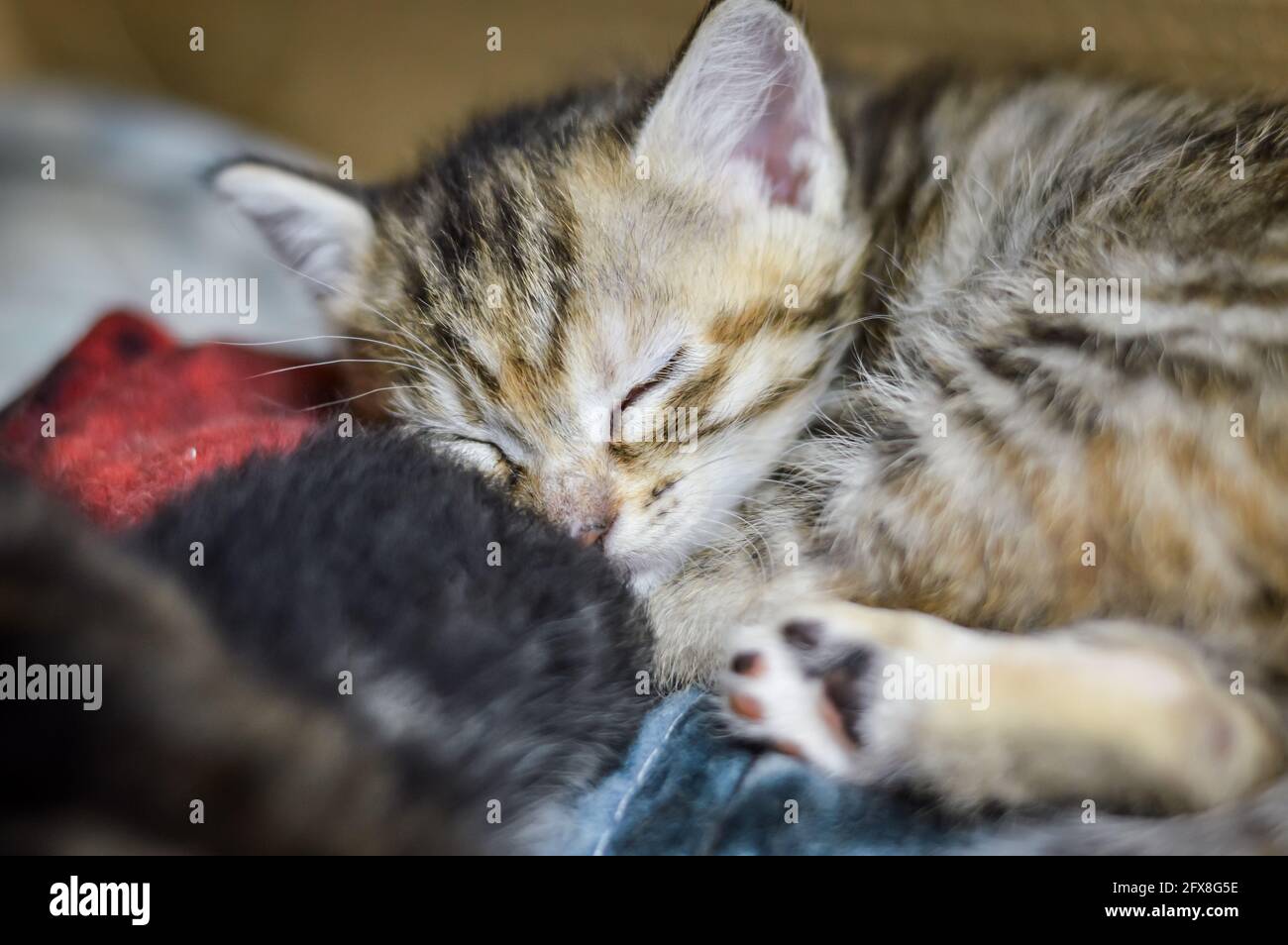 Porträt eines gestreiften, einen Monat alten Kätzchens, das neben seinen Brüdern in der Box schläft, flacher Tiefenfokus Stockfoto