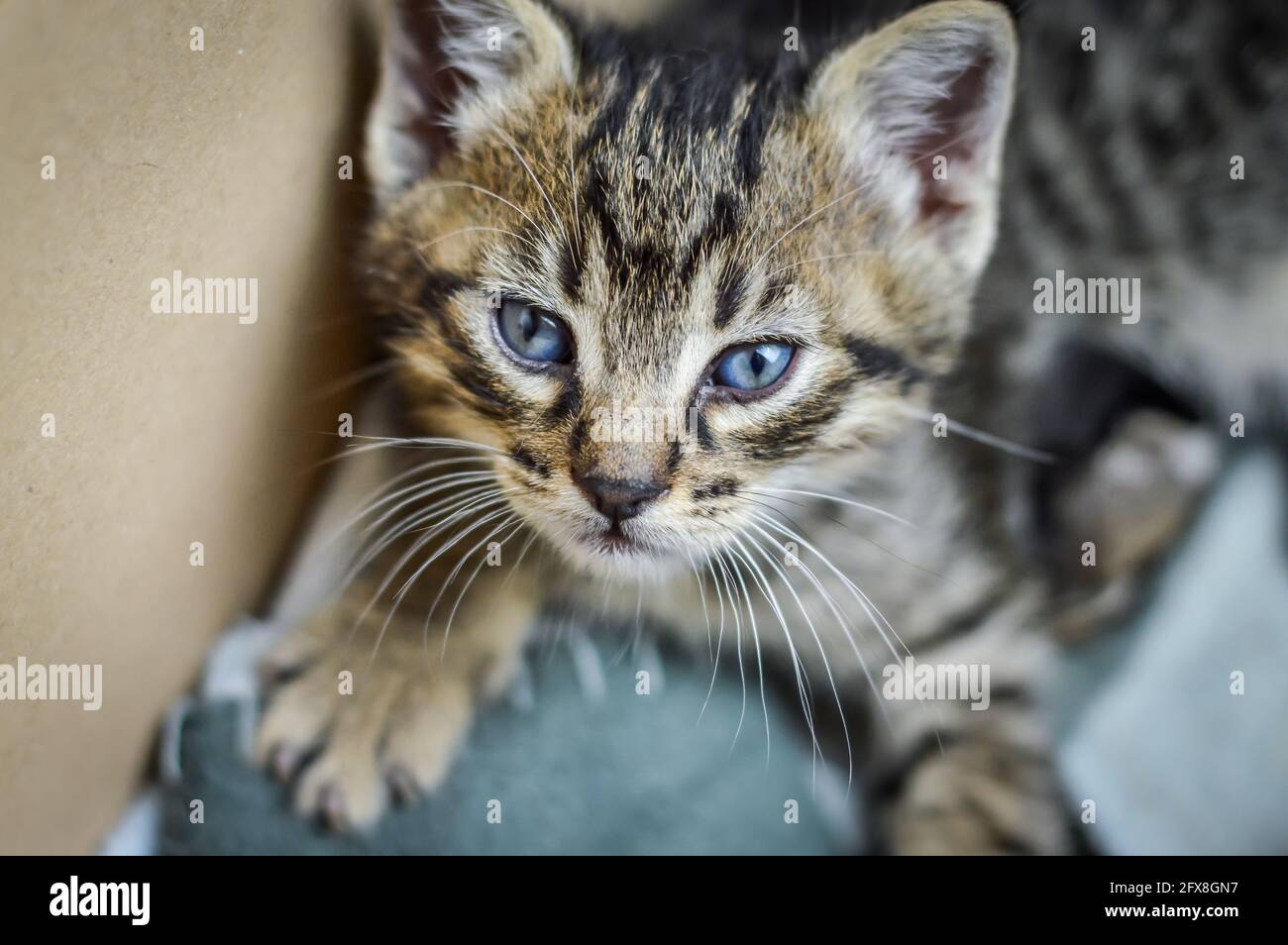 Porträt eines einen Monat alten, hellbraun gestreiften Kätzchens in der Pappschachtel, in der er aufgewachsen ist, flacher Tiefenfokus Stockfoto