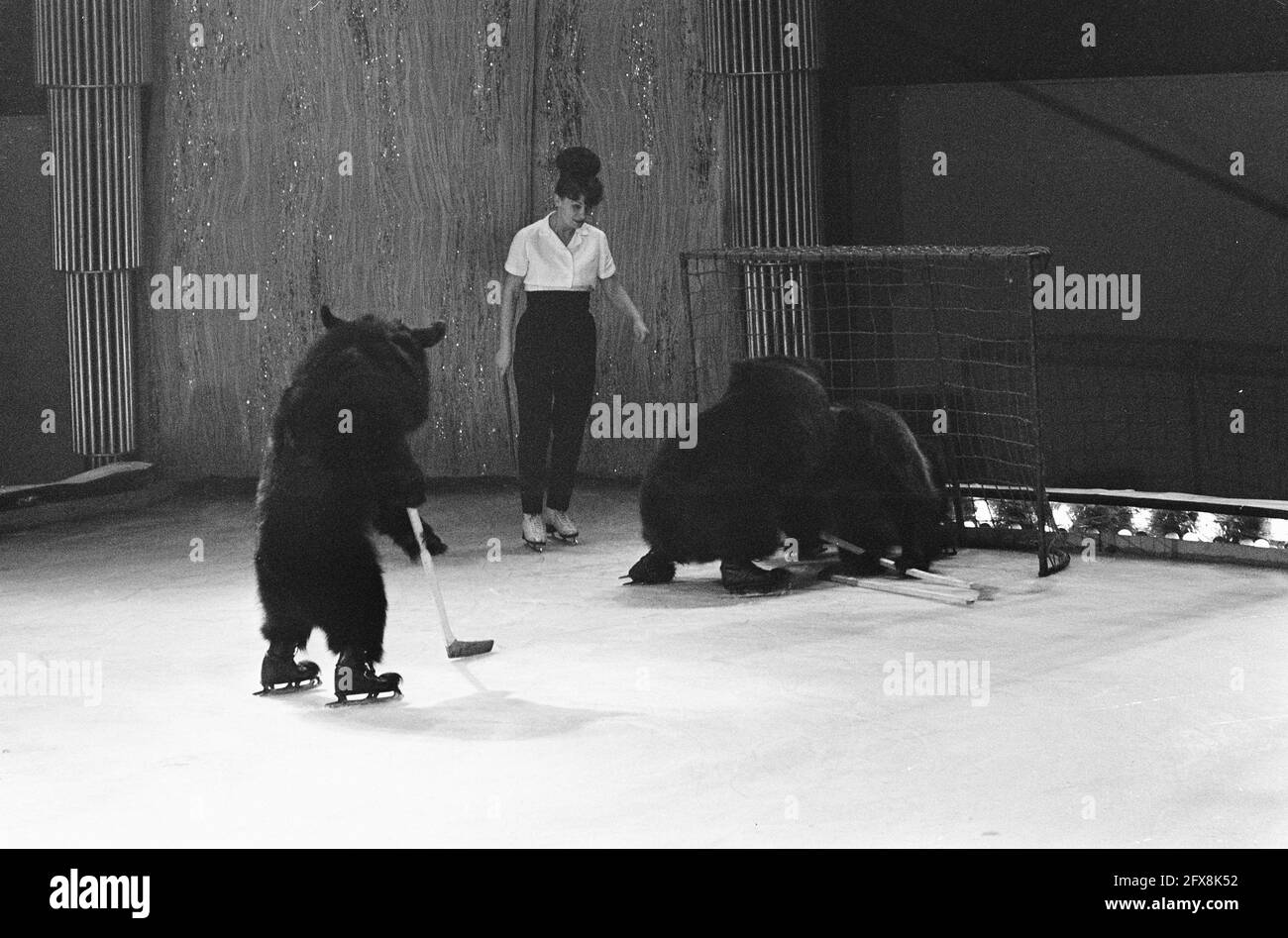 Bären spielen Eishockey, 2. November 1966, Bären, Zirkusse, Eisbahnen, Eishockey, Schlittschuhlaufen, Niederlande, Foto der Presseagentur des 20. Jahrhunderts, zu erinnerende Nachrichten, Dokumentation, historische Fotografie 1945-1990, visuelle Geschichten, Menschliche Geschichte des zwanzigsten Jahrhunderts, Momente in der Zeit festzuhalten Stockfoto