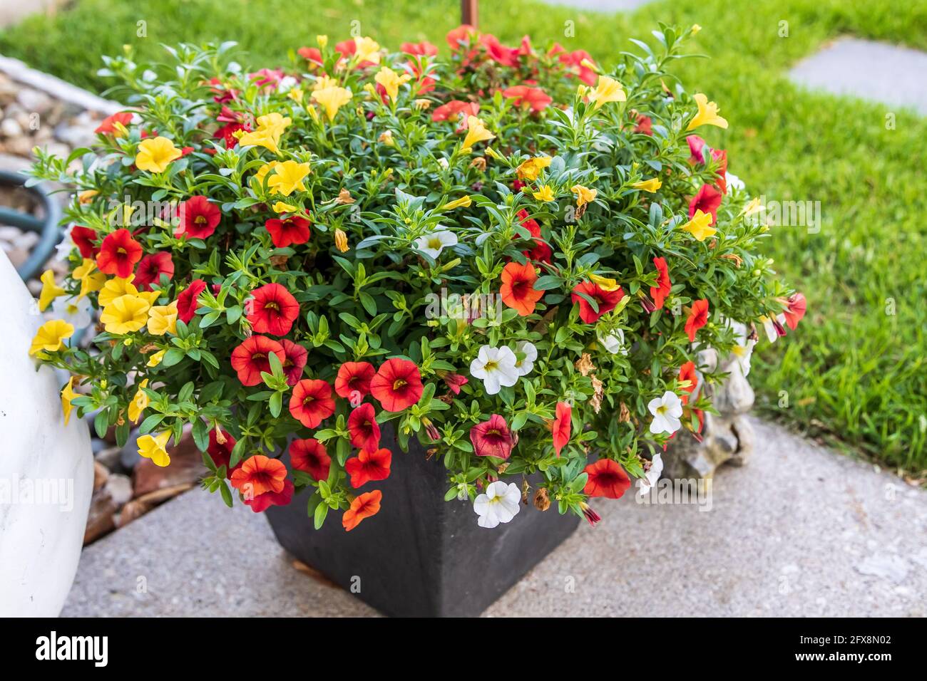 Ein Blumentopf voller roter, gelber und weißer Millionen Glocken blüht Stockfoto