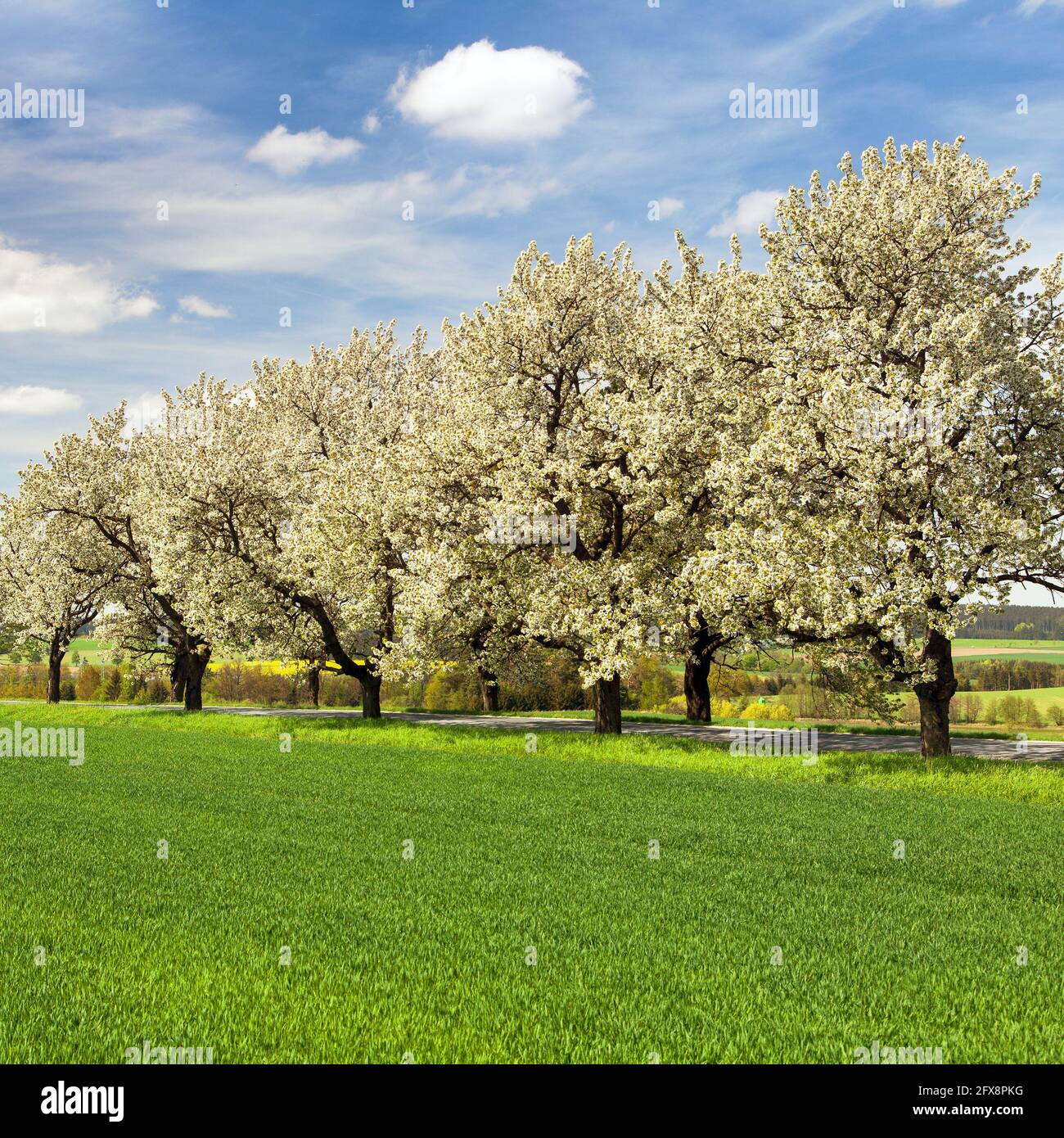 Straße und Allee von blühenden Kirschbäumen in lateinischem Prunus cerasus mit schönem Himmel. Weiß gefärbter blühender Kirschbaum Stockfoto