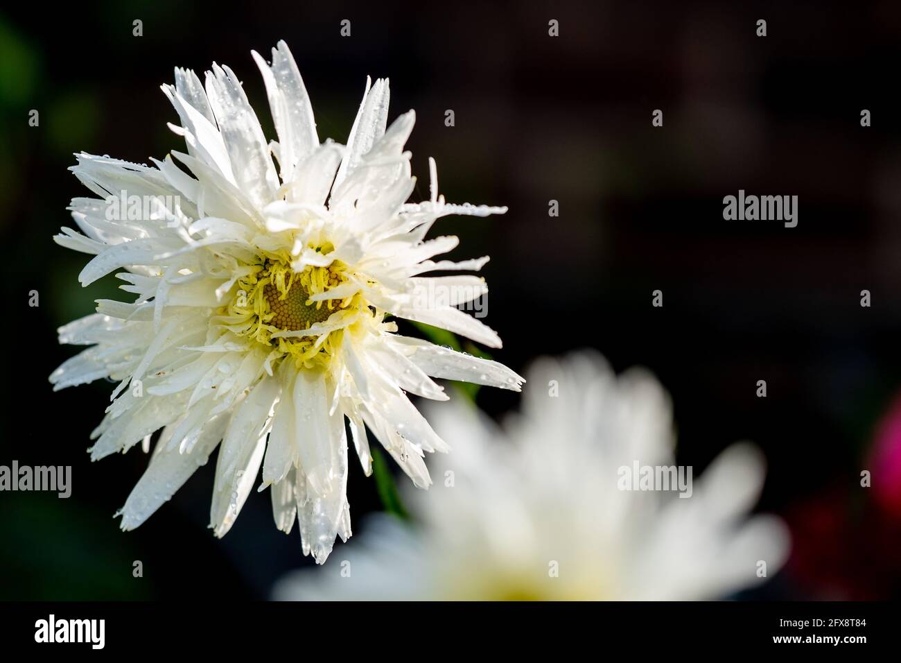 Gänseblümchen-Blüten blühen im Spätsommer und Herbst Stockfoto