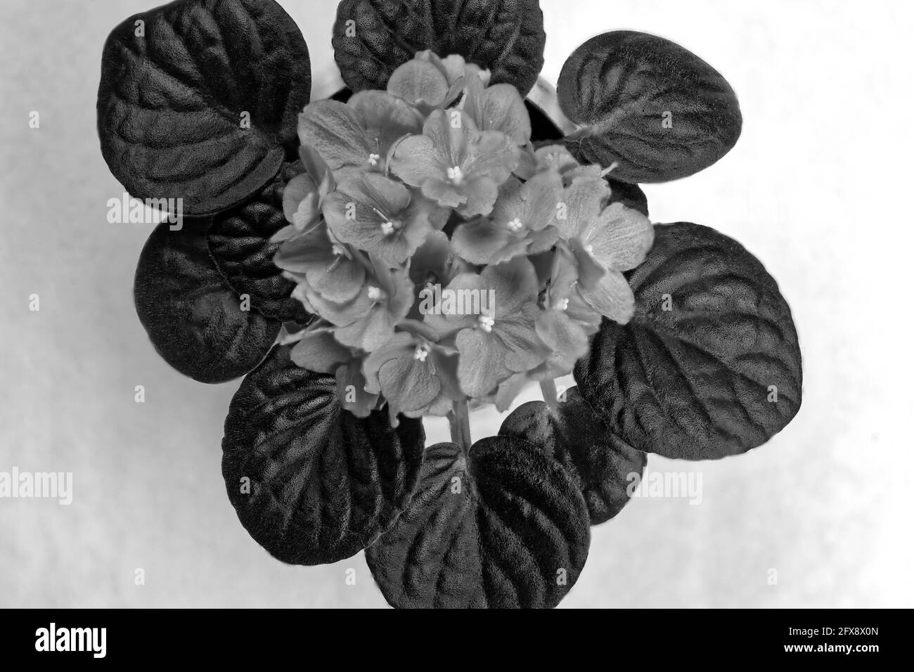 Fen Veilchen Schwarzweiss Stockfotos Und Bilder Seite 2 Alamy