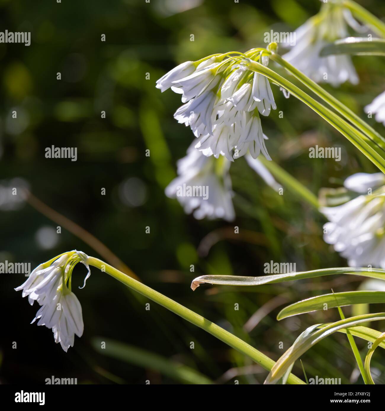 Gewinkelte Zwiebel (Allium triquetrum) blüht im Frühling in St. Ives Stockfoto