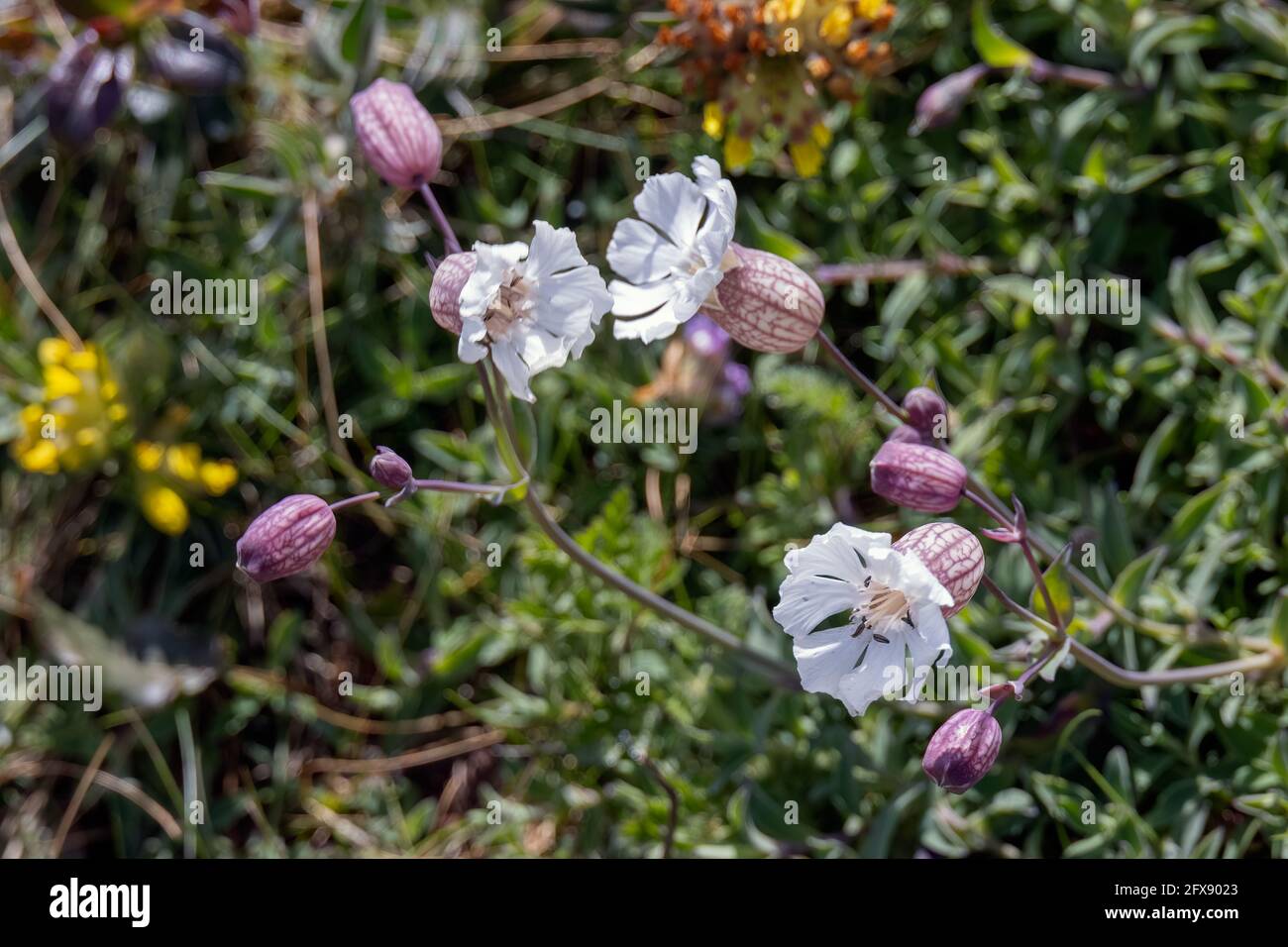 Sea Campion (Silene uniflora) Wächst an der Küste bei Hells Mouth in der Nähe von Hayle in Cornwall Stockfoto