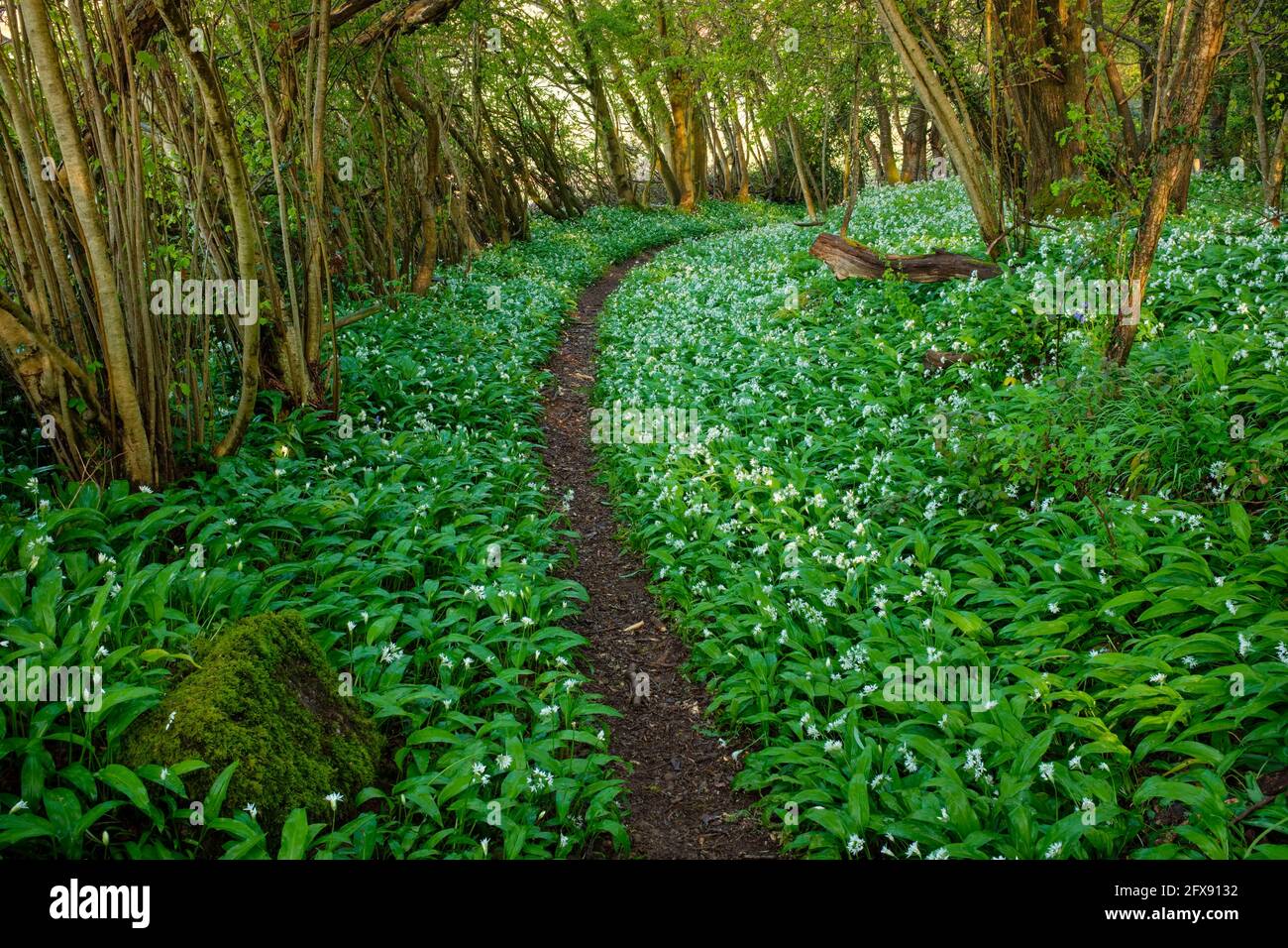 Fußweg durch Bärlauch im Wye-Tal. Stockfoto