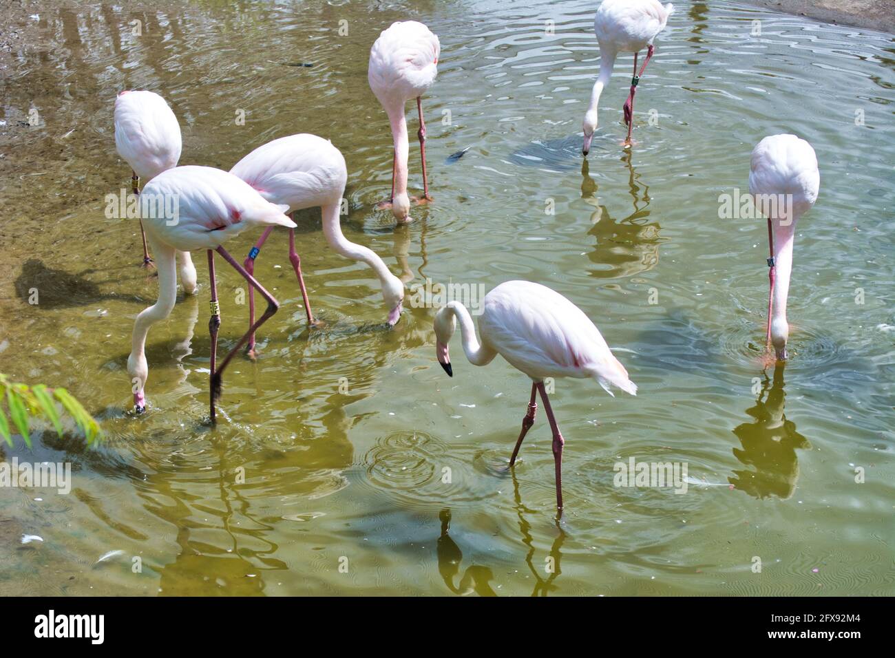 Rosa Flamingos stehen auf einem Bein. Stockfoto