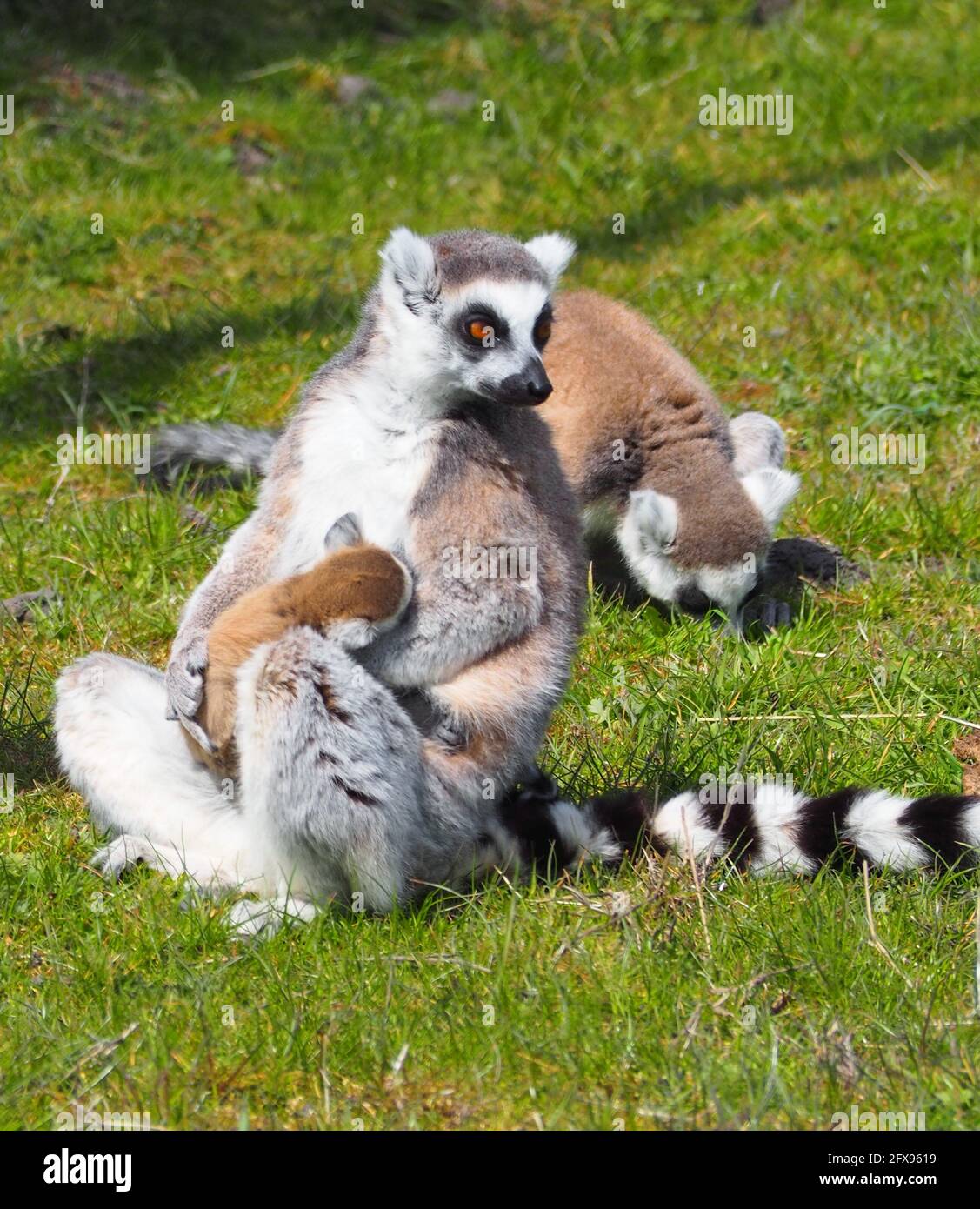 Ringschwanz Lemur stillt ihr Baby Stockfoto