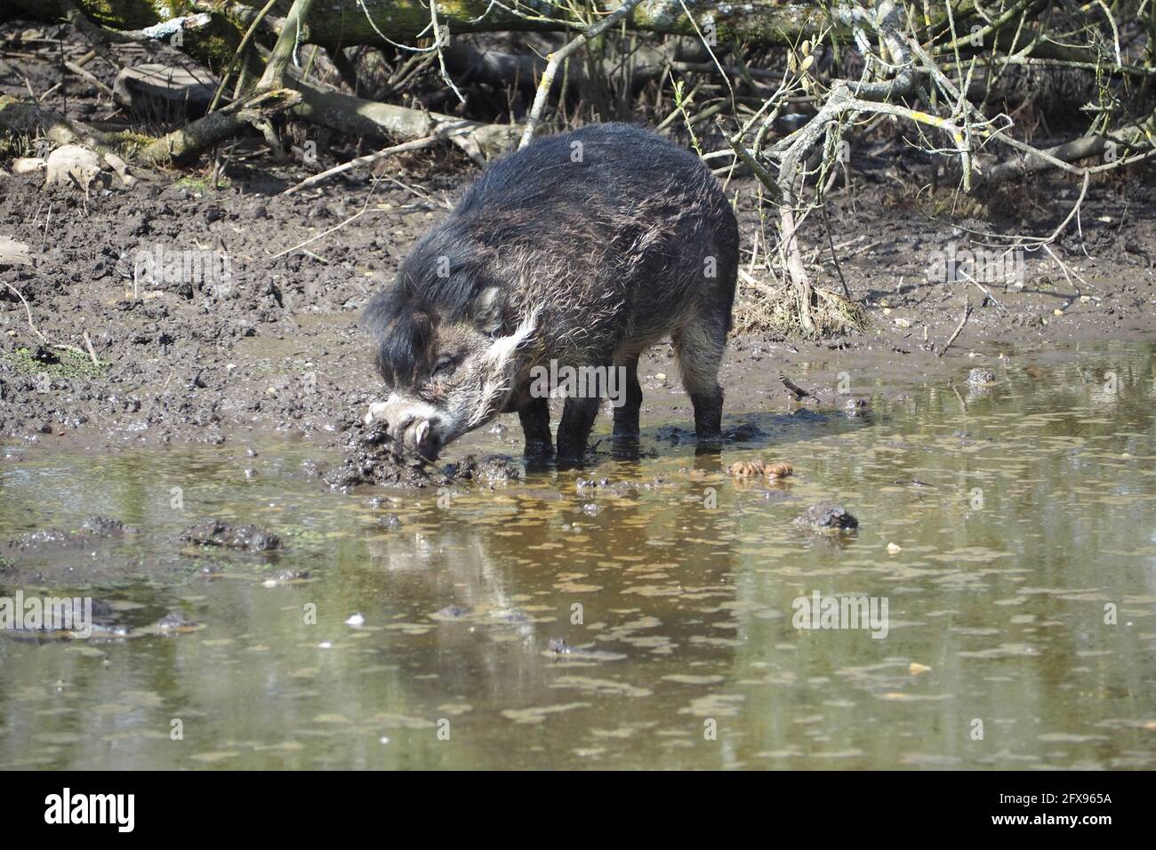 Der König der kühlen, die Visayan Warty Schwein Stockfoto