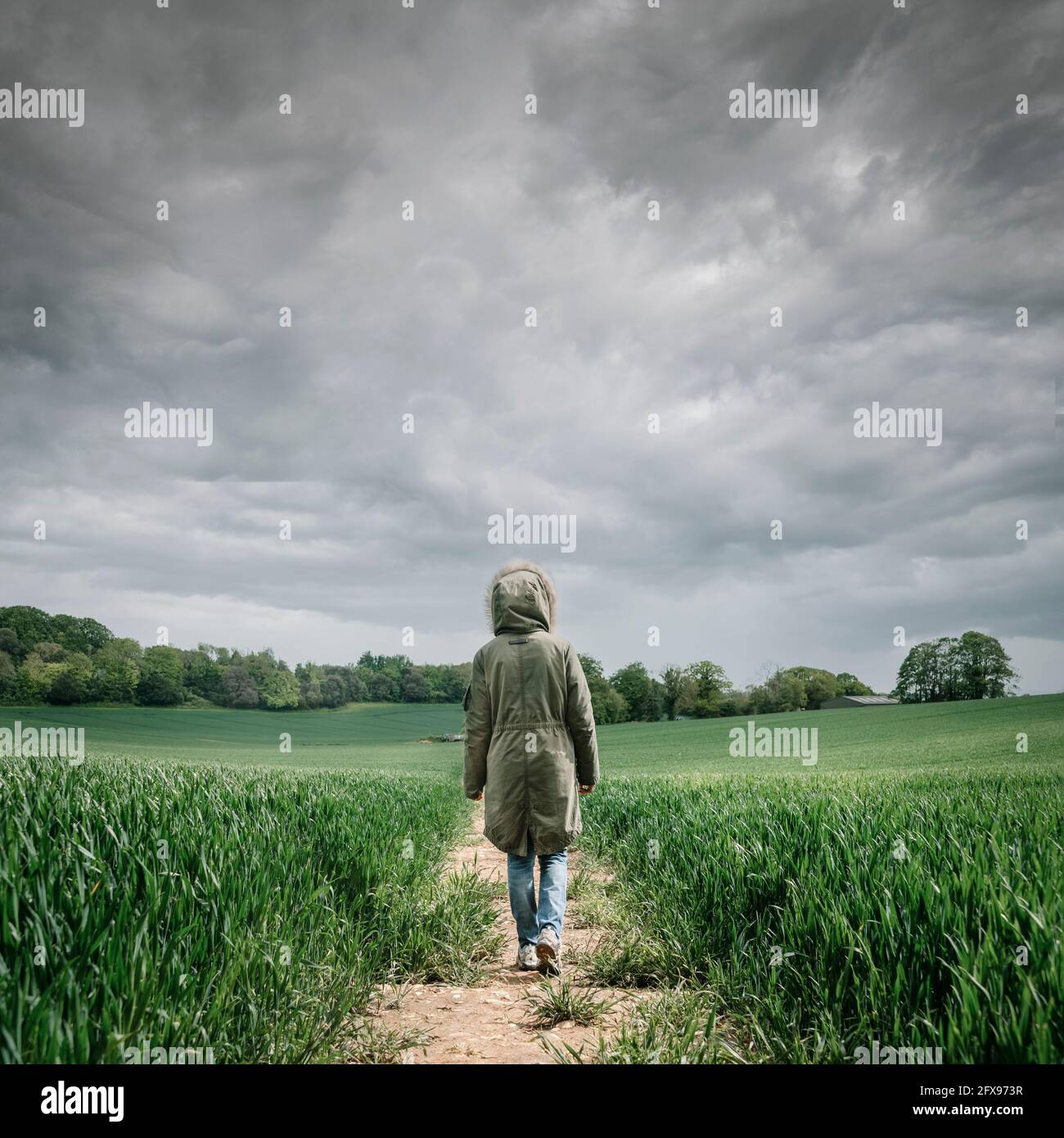 Rückansicht einer Frau mit Parka-Mantel, die in einem Weizenfeld mit stürmischem Himmel auf einer Spur läuft. Stockfoto