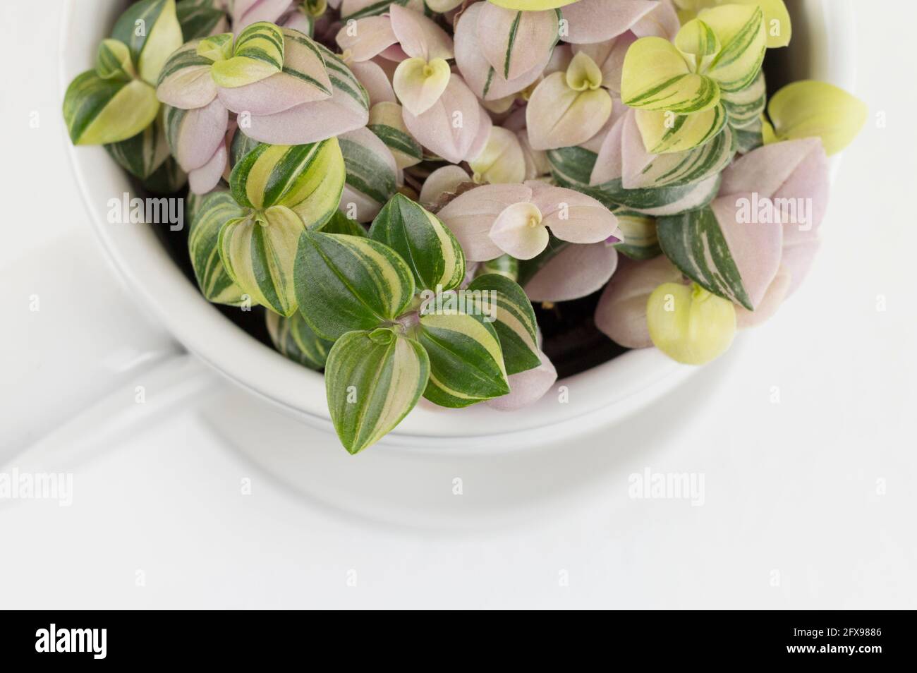 Kleine grüne Hauspflanze in weißem Topf. Ziergarten in der Wohnung. Flach liegend. Grünes Haus. Stockfoto