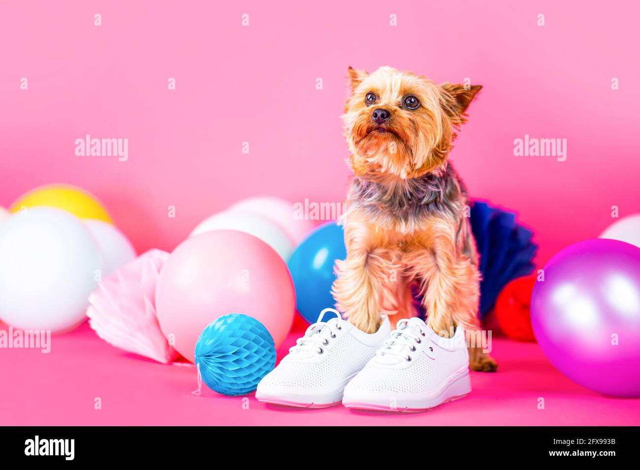 Hundeschuhe. Yorkshire Terrier im Schuh. Netter Hund in Kleidung und  Schuhen Stockfotografie - Alamy