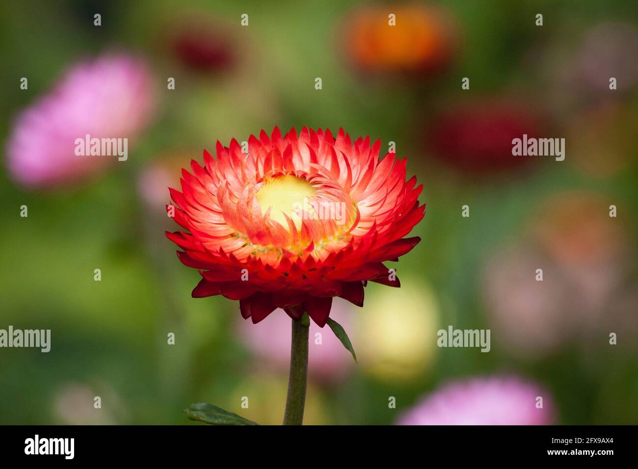 Blumenbild, Australien Stockfoto