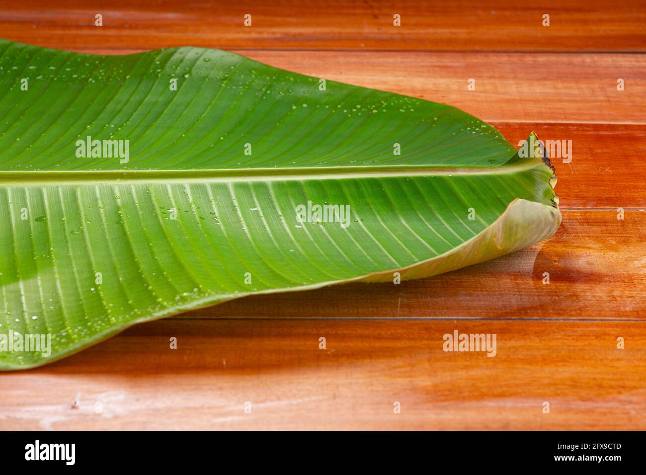 Bananenblatt, frisches grünes Bananenblatt strukturierter Hintergrund, der hauptsächlich in südindien für Festessen als Teller und Snacks verwendet wird. Stockfoto