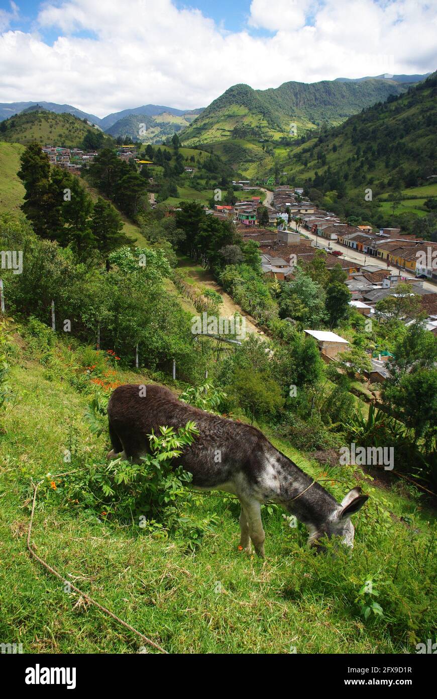 Esel grast über dem Dorf, Silvia, Kolumbien, Südamerika Stockfoto