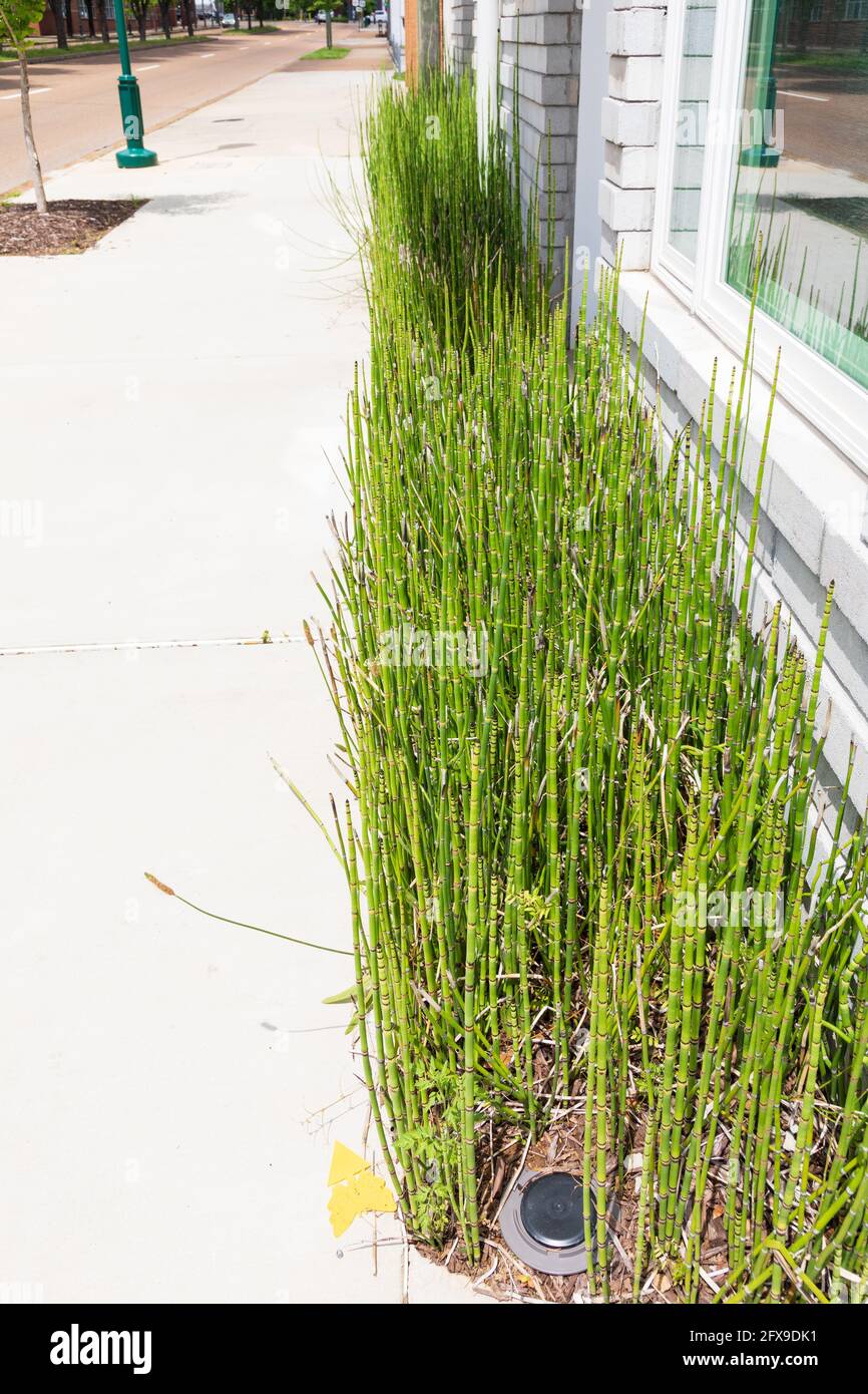 CHATTANOOGA, TN, USA-10 MAY 2021: Flussrohr wächst in engen Blumenbeeten vor bescheidenen Wohnungen. Stockfoto