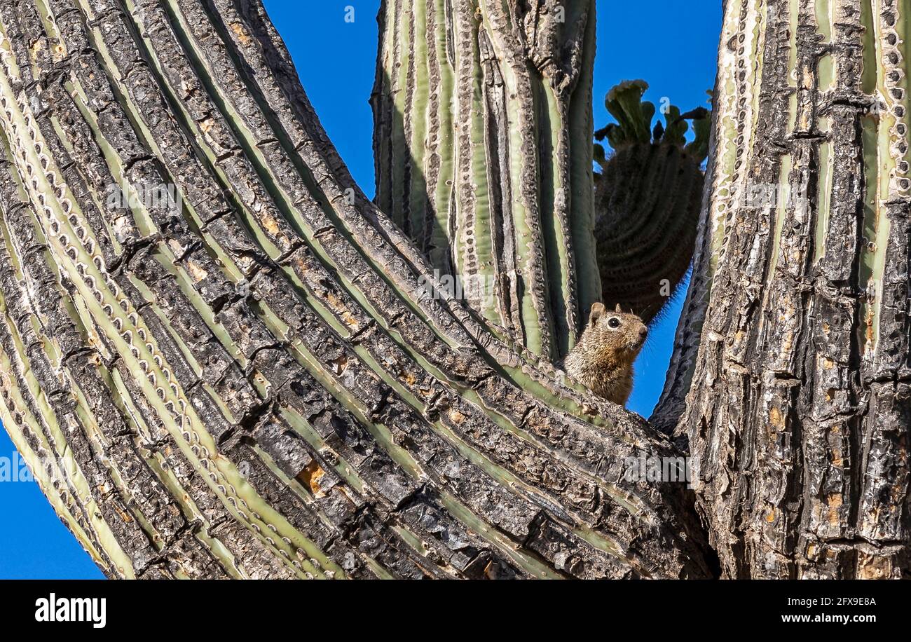 Ein Wüstenhörnchen verteilt sich in einem großen saguaro-Kaktus in einem Wüstenreservat in North Scottsdale, AZ. Stockfoto