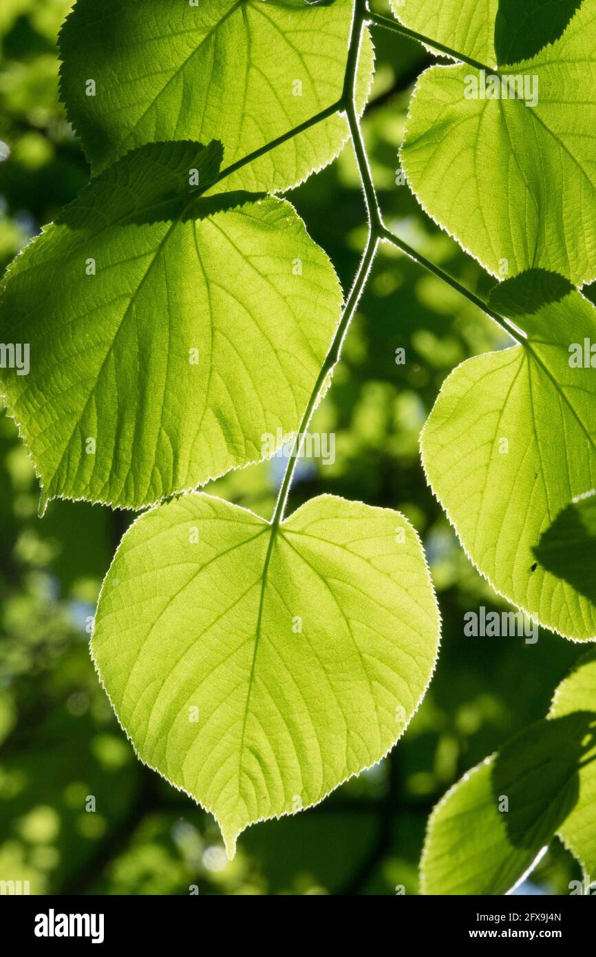 Kleinblättrige Linde Tilia cordata lässt Sonnenlicht durch Laub Lindenblatt Stockfoto