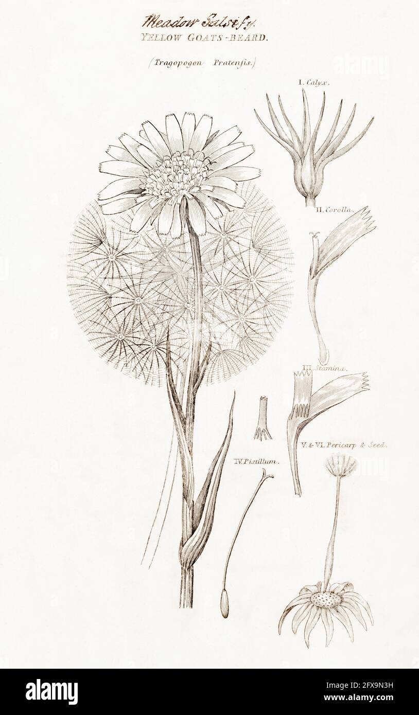 Kupferplatte botanische Illustration von Gelber Goatsbeard / Tragopogon pratensis aus Robert Thorntons British Flora, 1812. Wird als Nahrung und Medizin verwendet. Stockfoto