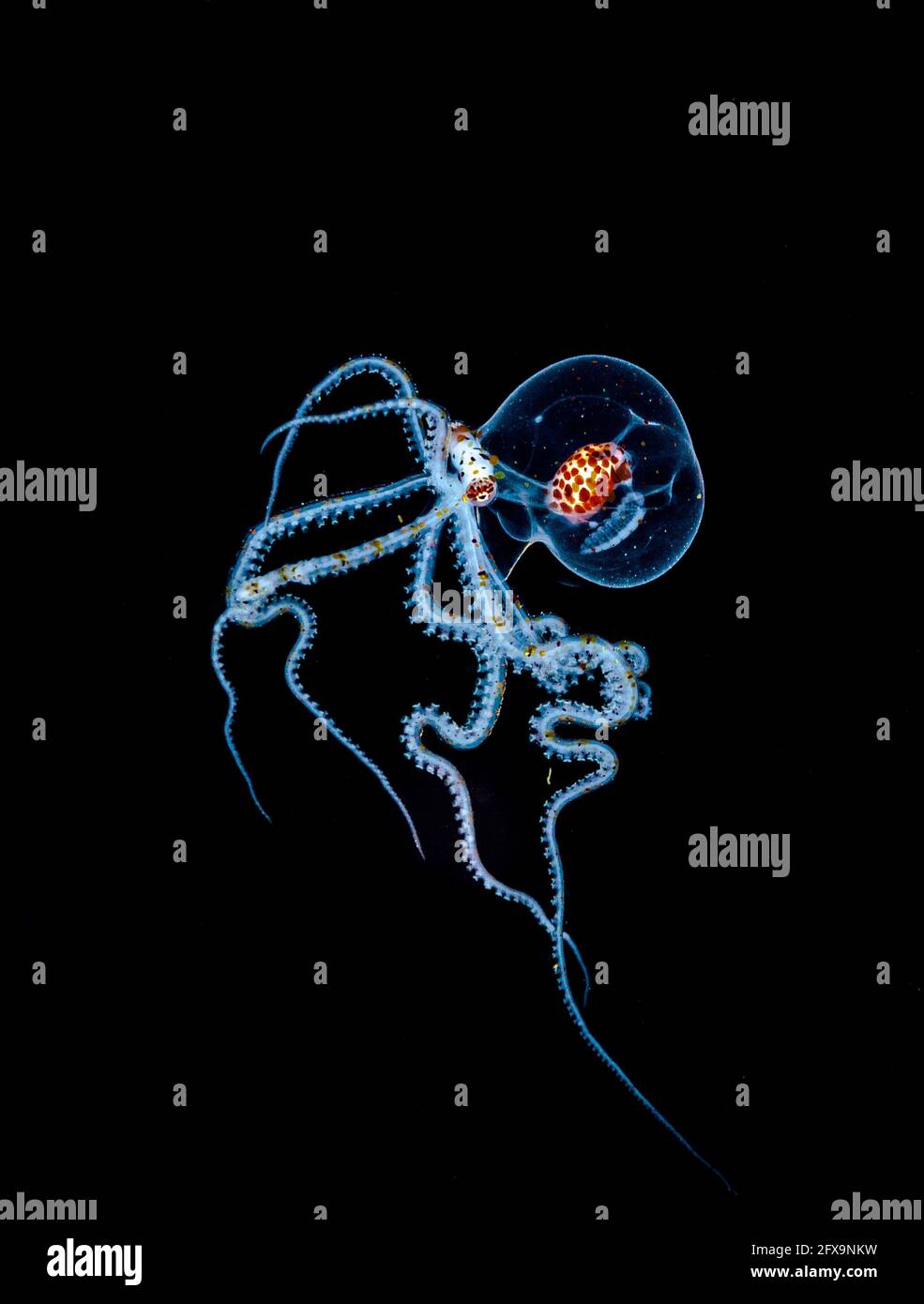 Die Abwesenheit des Mondes in dieser Nacht schuf für Andrey die perfekten fotografischen Bedingungen. ANILAO, PHILIPPINEN: DIESER FOTOGRAF tauchte 65-f Stockfoto