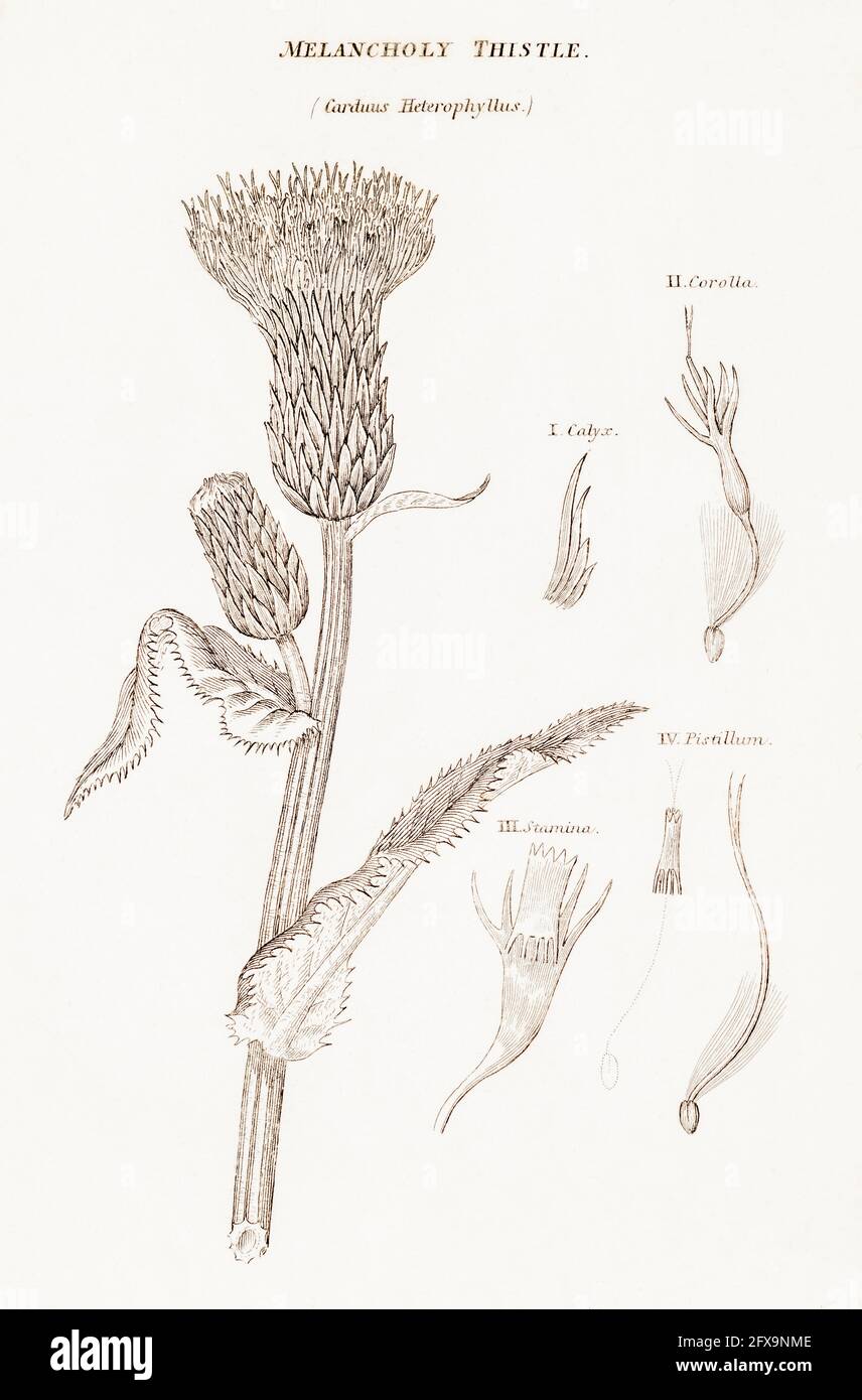 Kupferplatte botanische Illustration von melanterischer Thistle / Cirsium heterophyllus aus Robert Thorntons British Flora, 1812. Stockfoto
