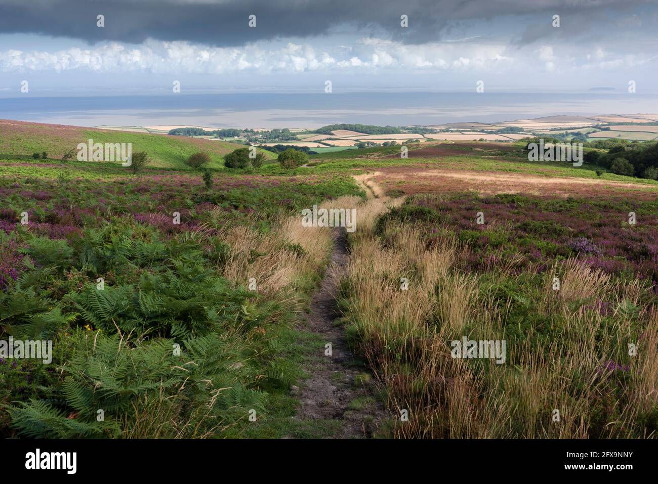 Ein Pfad über den Pardlestone Hill vom Longstone Hill in der Quantock Hills National Landscape mit dem Bristol Channel hinter Somerset, England. Stockfoto