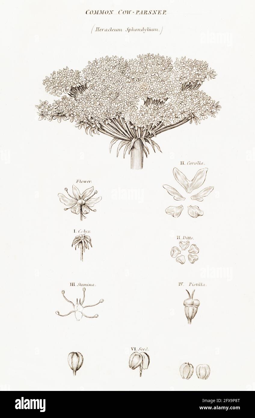 Kupferplatte botanische Illustration von Heracleum sphondylium / Hogweed aus Robert Thorntons British Flora, 1812. Einmal als Heilpflanze verwendet. Stockfoto