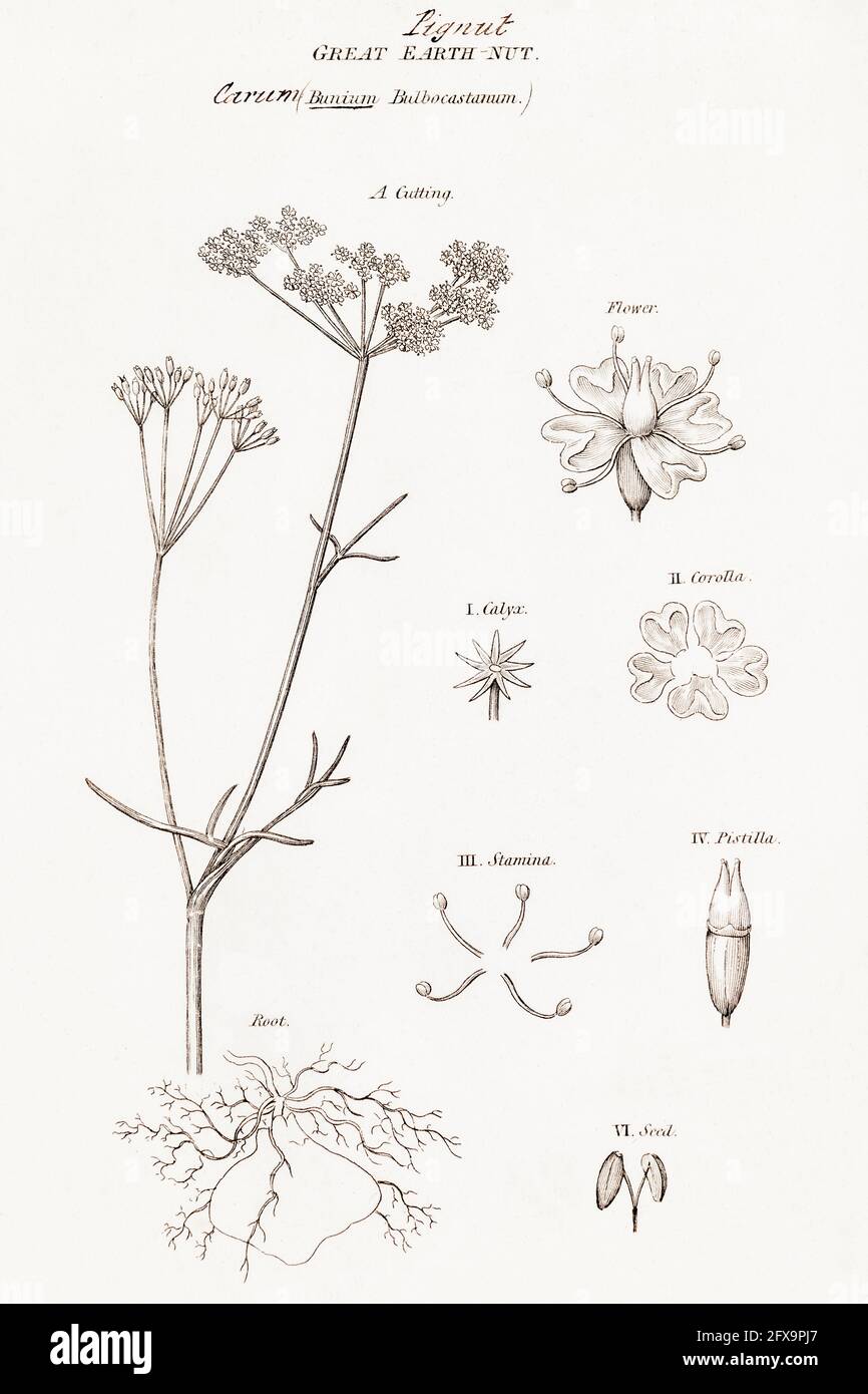 Kupferstich-botanische Illustration von Pignut / Conopodium majus aus Robert Thorntons British Flora, 1812. Einmal als Nahrung und als nedicinale Pflanze verwendet. Stockfoto