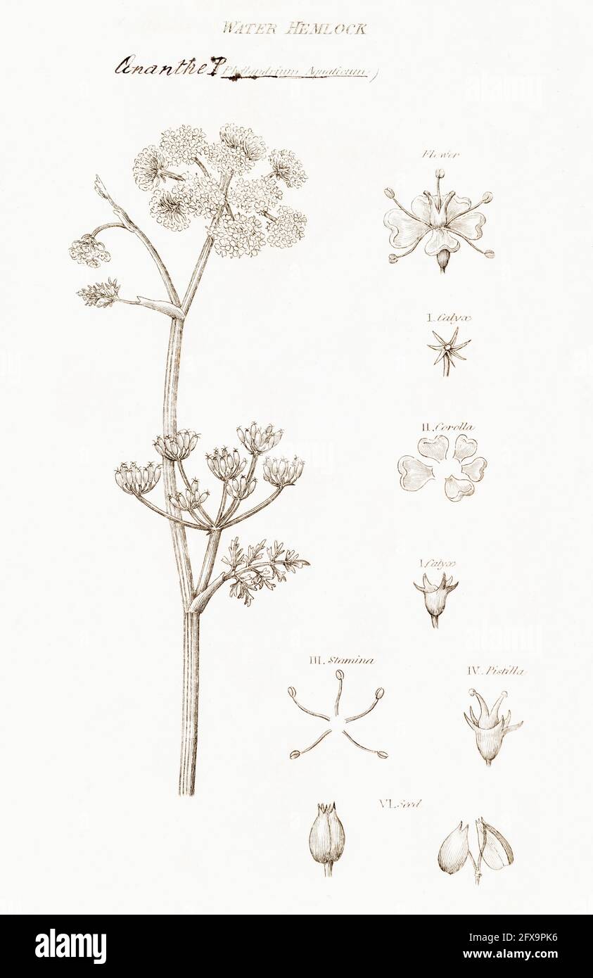 Kupferstich-botanische Illustration von feinem Wasser Dropwort/ Oenanthe aquatica aus Robert Thorntons British Flora, 1812. Giftige britische Pflanze. Stockfoto
