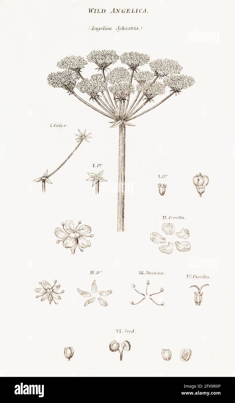 Kupferstich-botanische Illustration von Wild Angelica / Angelica sylvestris aus Robert Thorntons British Flora, 1812. Einmal als Heilpflanze verwendet. Stockfoto