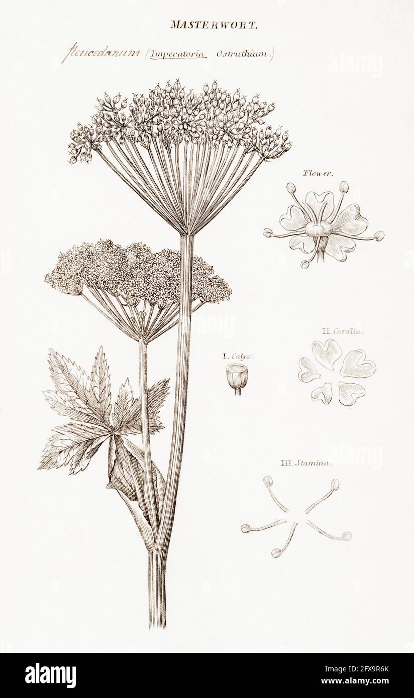 Kupferplatte botanische Illustration von Masterwort / Peucedanum ostruthium aus Robert Thorntons British Flora, 1812. Einmal als Heilpflanze verwendet. Stockfoto