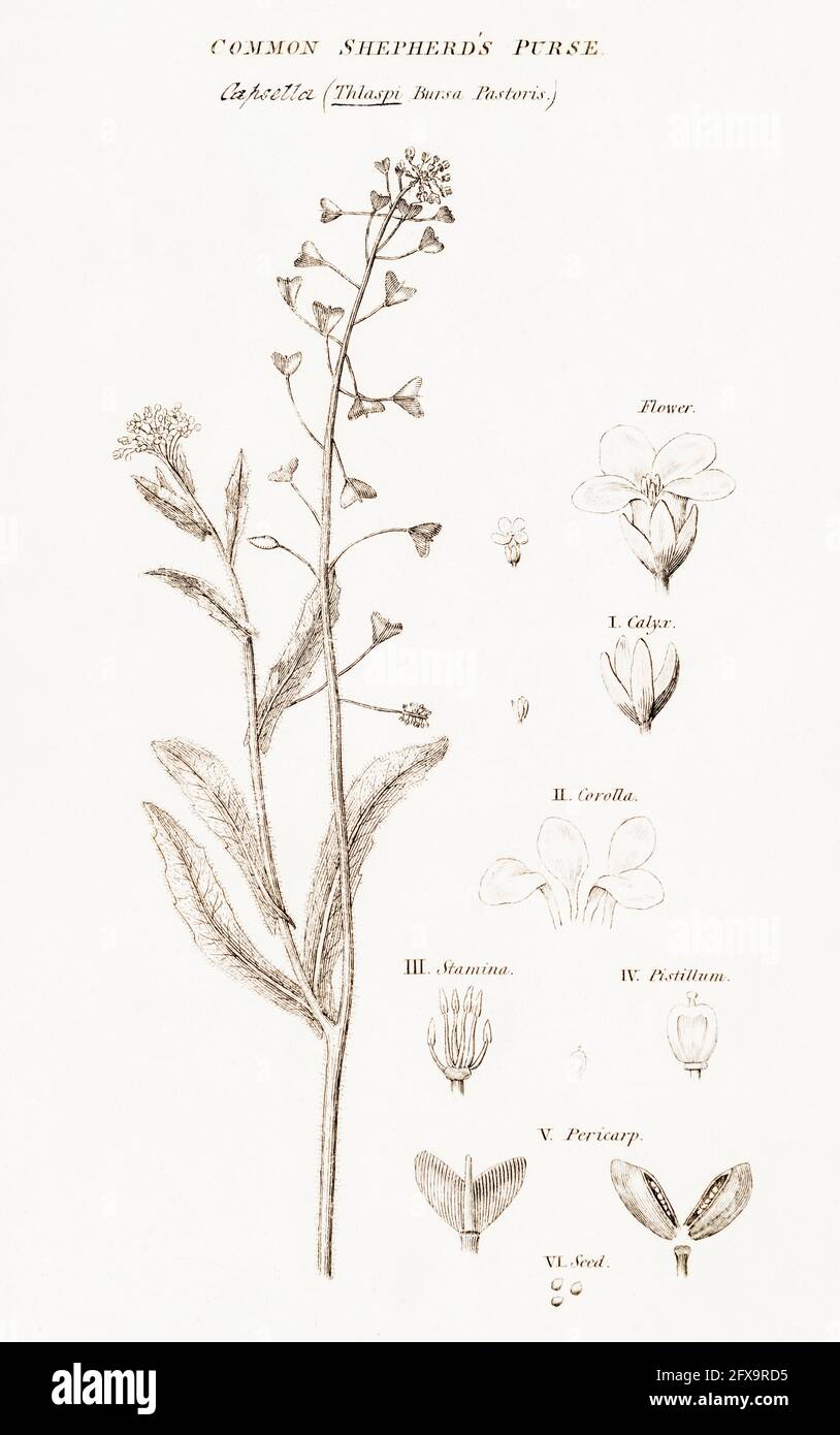 Kupferstich-botanische Illustration von Shepherds Purse / Capsella Bursa-pastoris aus Robert Thorntons British Flora, 1812. Ehemalige Heilpflanze. Stockfoto