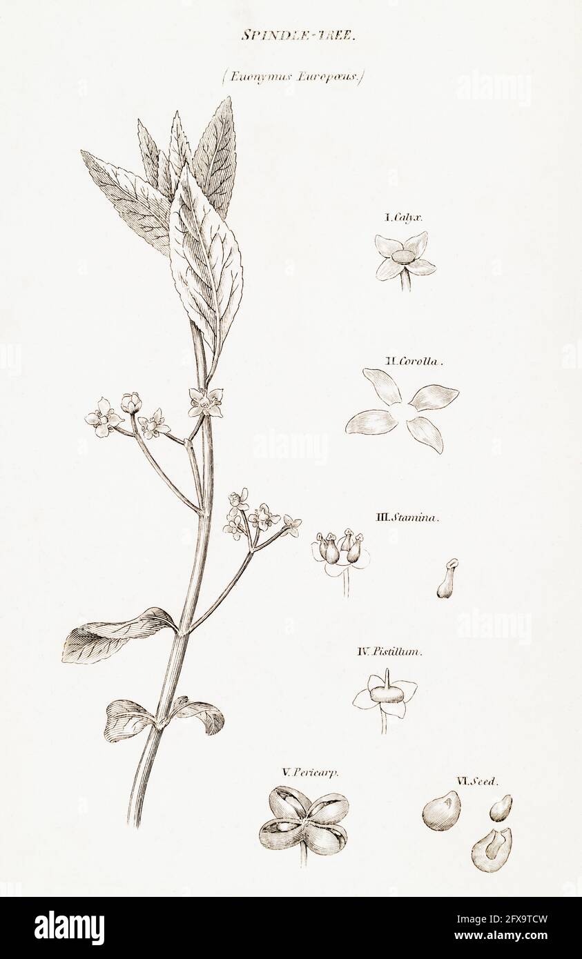 Kupferstich-botanische Illustration von Spindel Tree / Euonymus europaeus aus Robert Thorntons britischer Flora, 1812. Einmal als Heilpflanze verwendet. Stockfoto