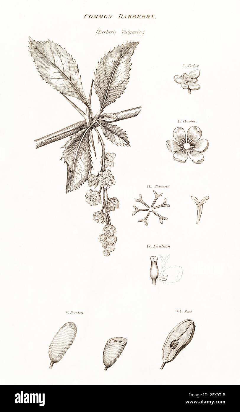 Kupferplatte botanische Illustration von Barberry / Berberis vulgaris aus Robert Thorntons British Flora, 1812. Einmal als Heilpflanze in Kuren verwendet. Stockfoto