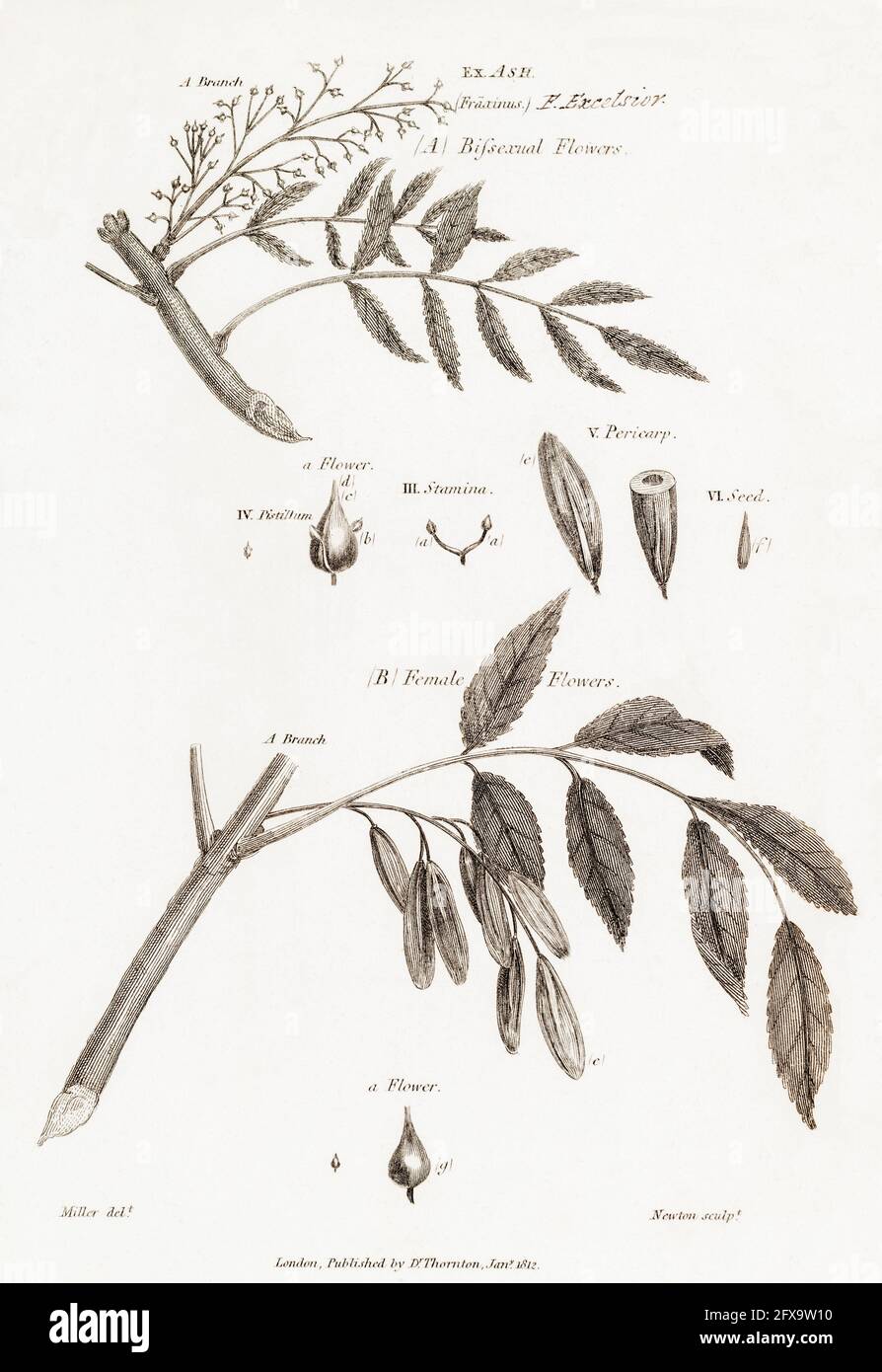 Kupferstich-botanische Illustration von Aschenbaum / Fraxinus excelsior aus Robert Thorntons British Flora, 1812. Einmal als Heilpflanze verwendet. Stockfoto