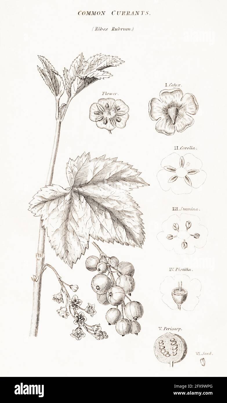 Kupferplatte botanische Illustration von Red Currant / Ribes rubrum aus Robert Thorntons British Flora, 1812. Einmal als Heilpflanze in Heilmitteln verwendet. Stockfoto