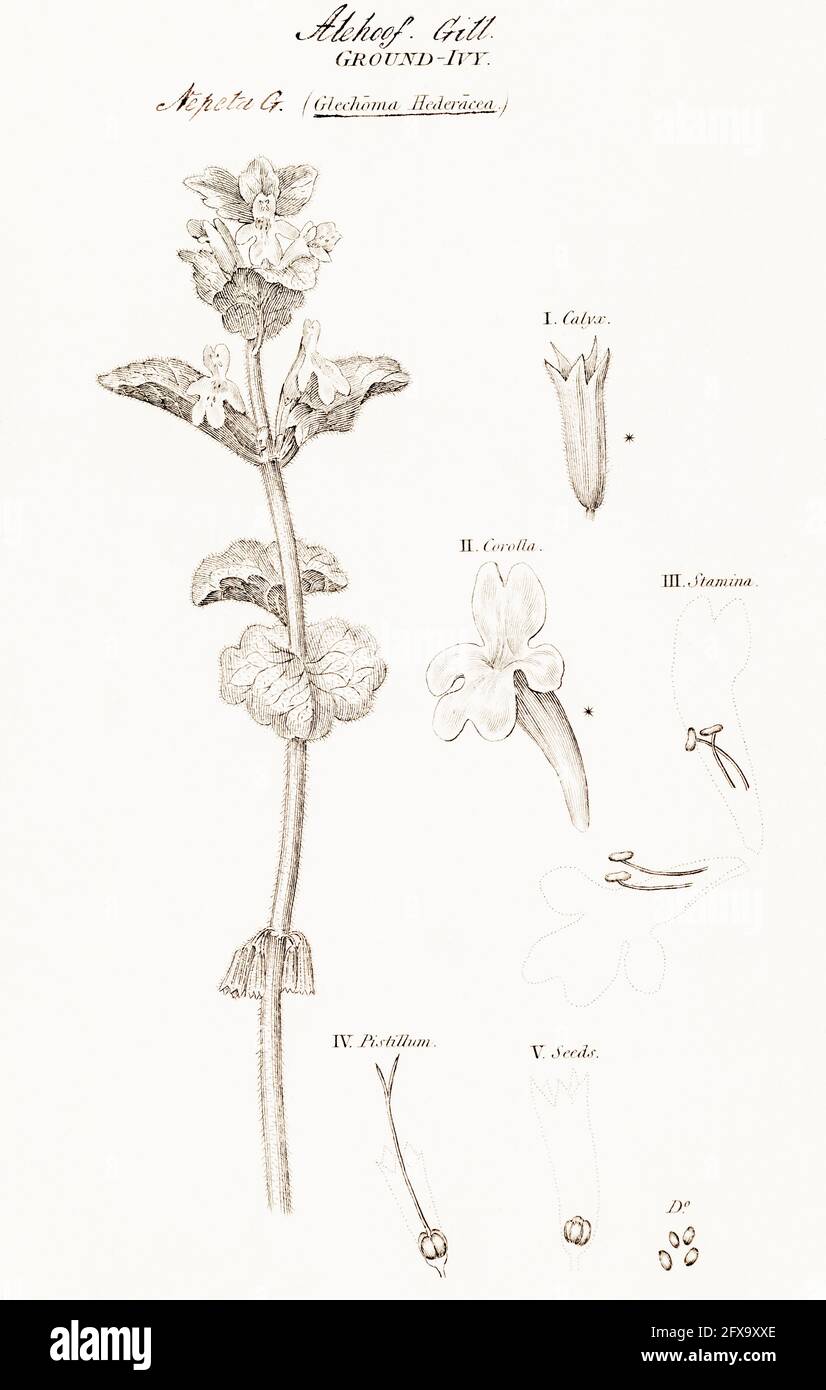 Kupferstich-botanische Illustration von Ground Ivy, Alehoof / Glechoma hederacea aus Robert Thorntons British Flora, 1812. Traditionelle Heilpflanze Stockfoto