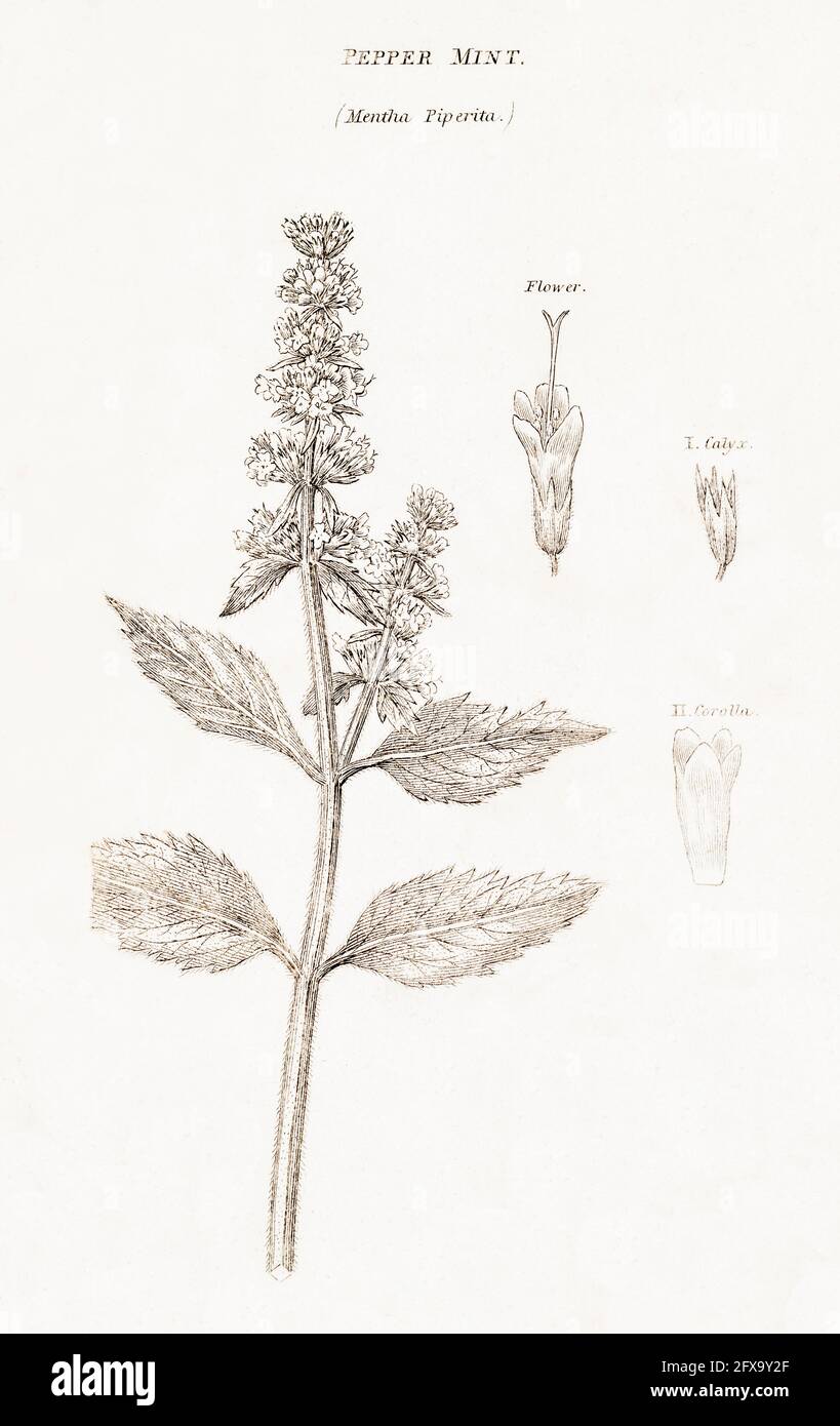 Kupferstich-botanische Illustration von Peppermint / Mentha piperita aus Robert Thorntons British Flora, 1812. Wird als Heilpflanze und in Lebensmitteln verwendet. Stockfoto