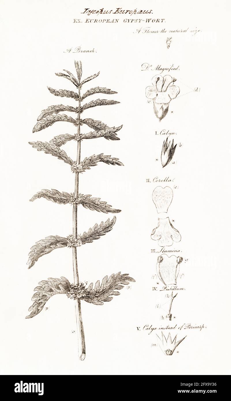 Kupferstich-botanische Illustration von Gypsywort, Gypsywort / Lycopus europaeus aus Robert Thorntons British Flora, 1812. Alte Heilpflanzenarten Stockfoto