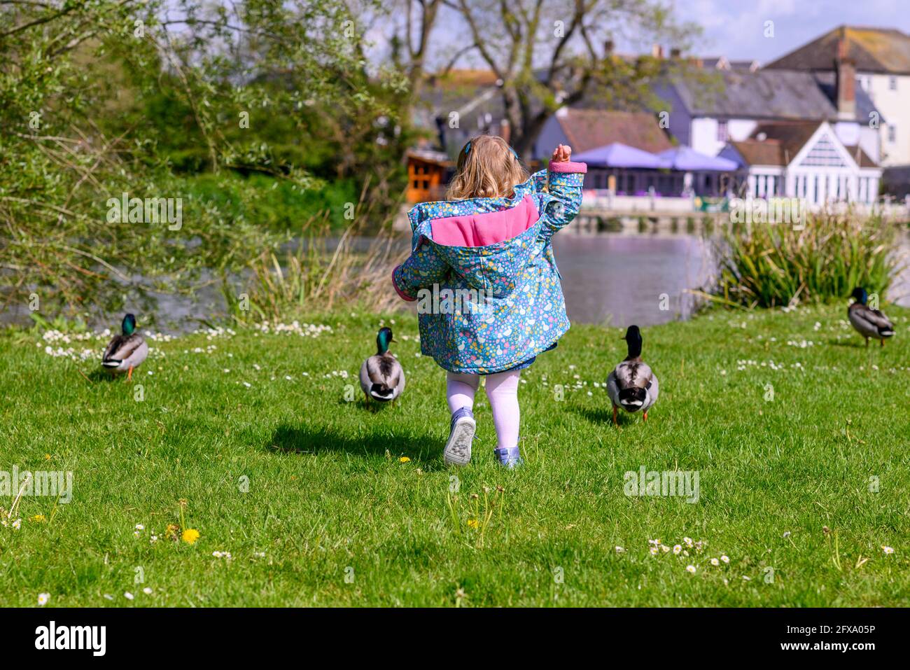 Kind verfolgt Enten mit Brot Stockfoto