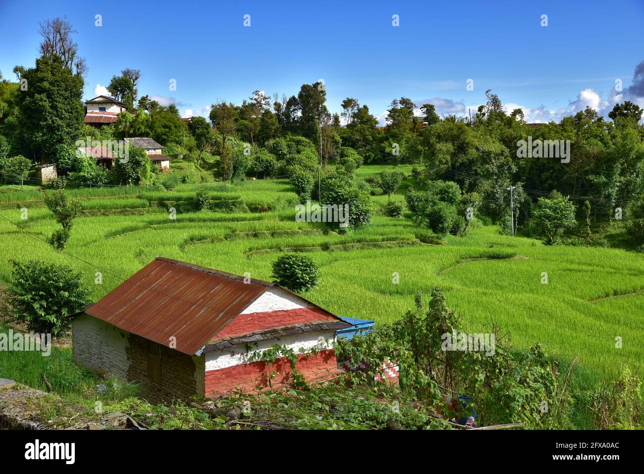 Reisterrassen auf dem Land in Nepal Stockfoto