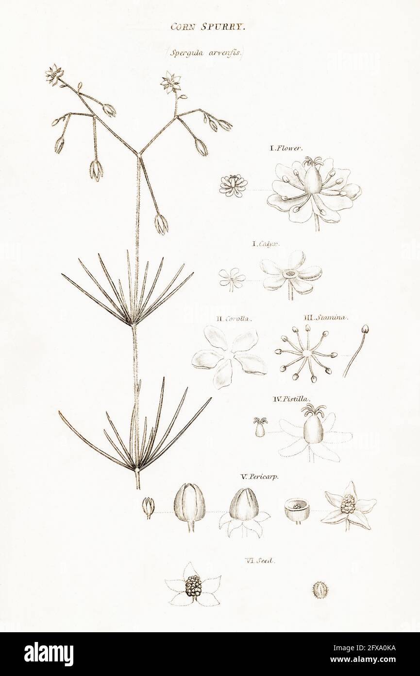 Kupferplatte botanische Illustration von Corn Spurry / Spergula arvensis aus Robert Thorntons British Flora, 1812. Alte Kräuterpflanze & Problemkraut. Stockfoto