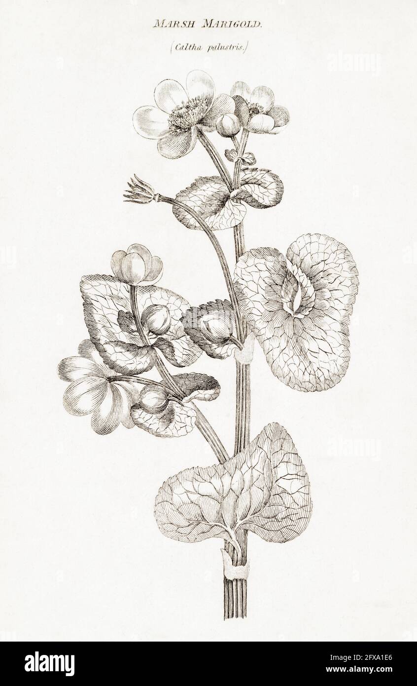 Kupferstich-botanische Illustration von Marsh Marigold / Caltha palustris aus Robert Thorntons British Flora, 1812. Einmal als Heilpflanze verwendet. Stockfoto
