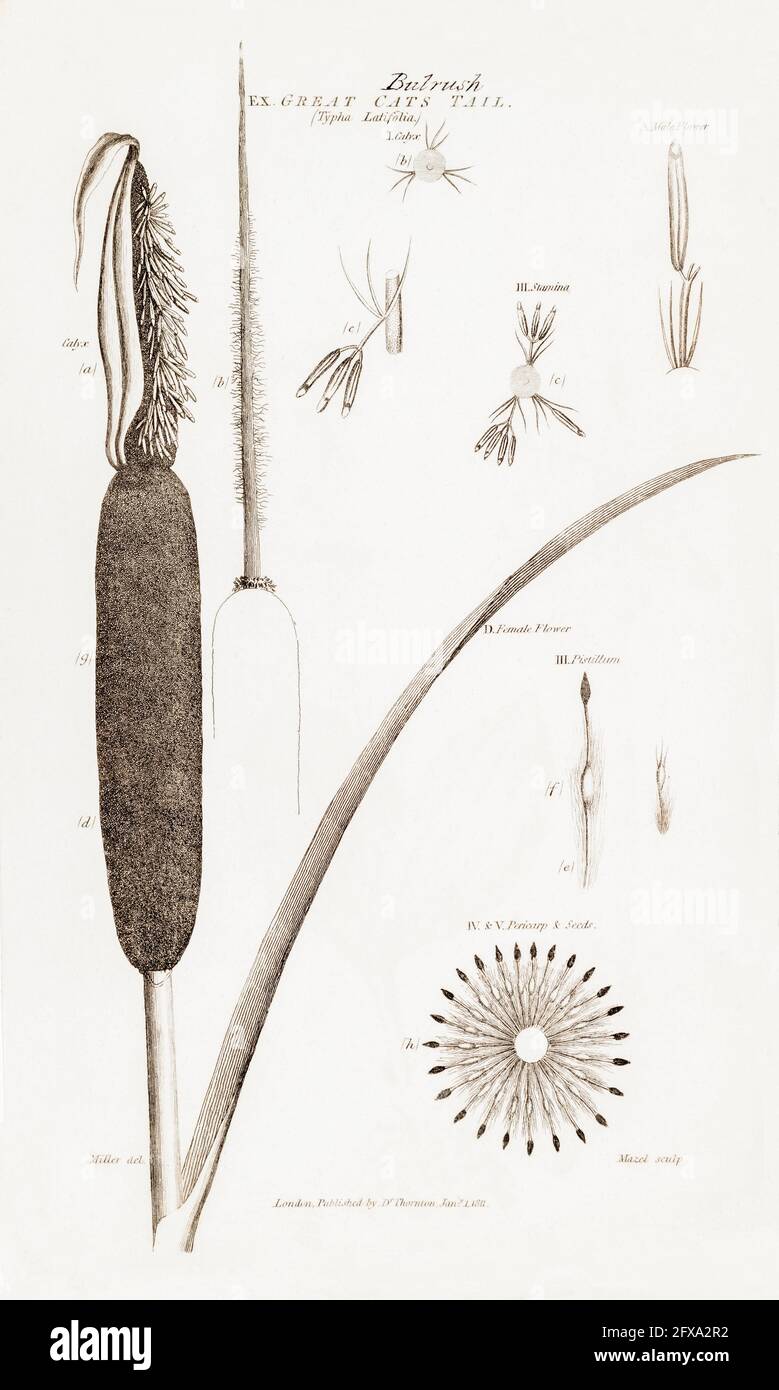 Kupferplatte botanische Illustration von Großkatzenschwanz, Schilfmake / Typha latifolia aus Robert Thorntons British Flora, 1812. Für Lebensmittel und Medizin. Stockfoto