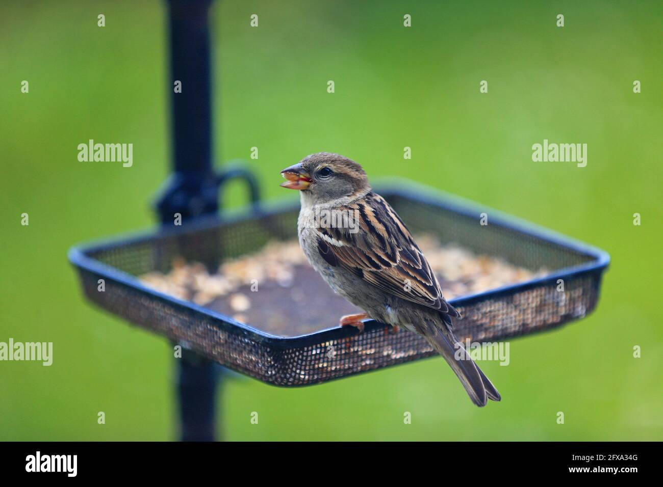 Ein Sperling und andere Gartenvögel, die sich an einem schönen Morgen in Northumberland, Großbritannien, vom Tisch füttern, 2021. Mai. Stockfoto