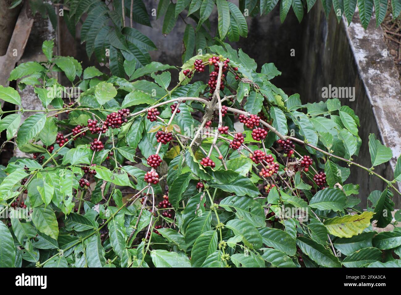 Draufsicht auf Robusta-Kaffeepflanze mit reifenden Kaffeekirschen Auf seinen Zweigen Stockfoto