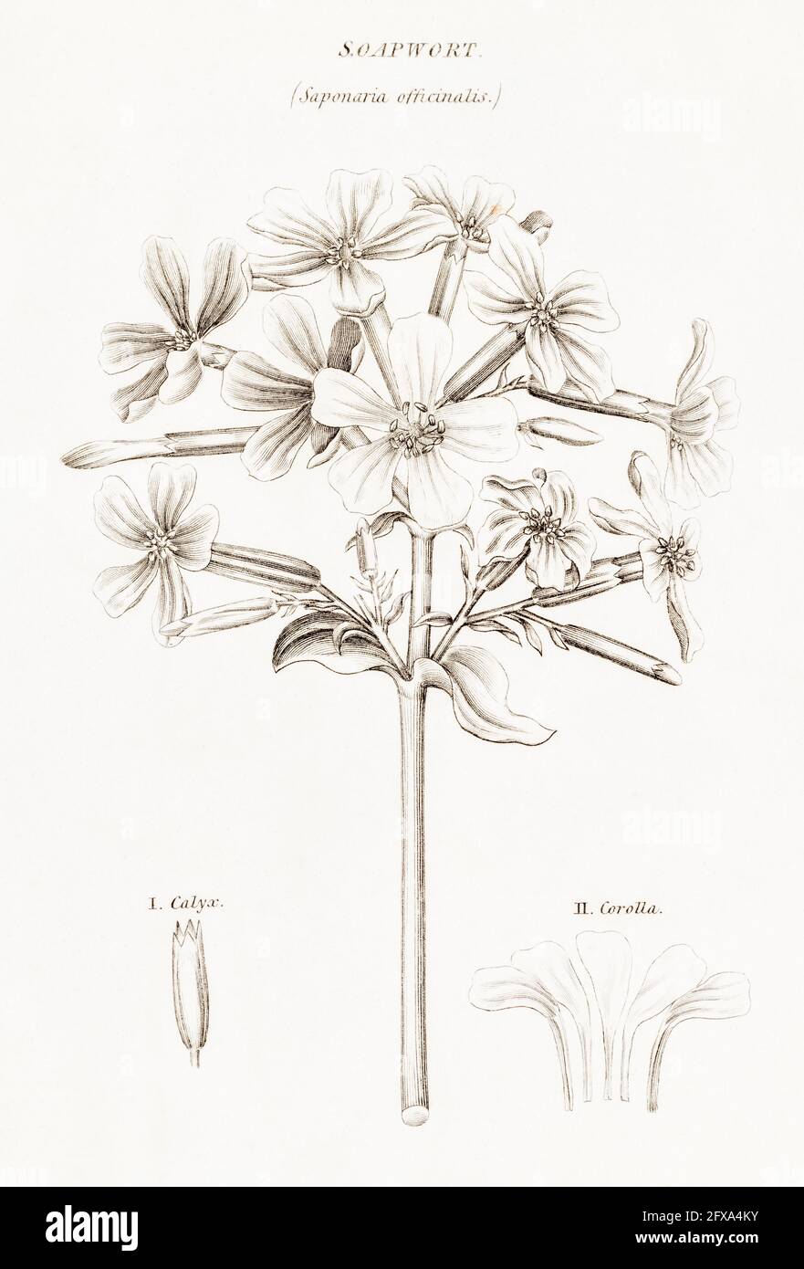 Kupferstich-botanische Illustration von Soapwort / Saponaria officinalis aus Robert Thorntons British Flora, 1812. Wird für Seife und Medizin verwendet. Stockfoto