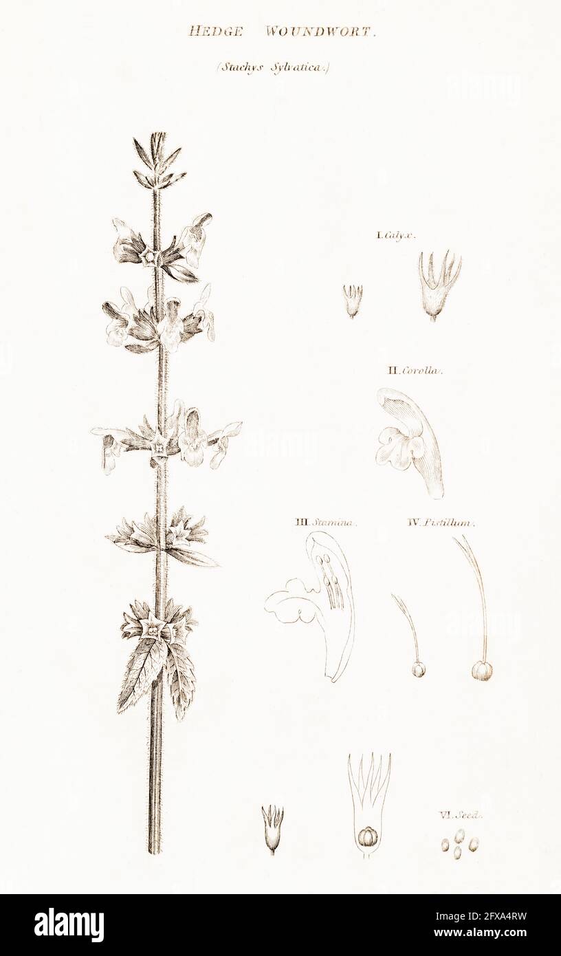Kupferstich-botanische Illustration von Hedge Woundwort / Stachys sylvatica aus Robert Thorntons British Flora, 1812. Stockfoto