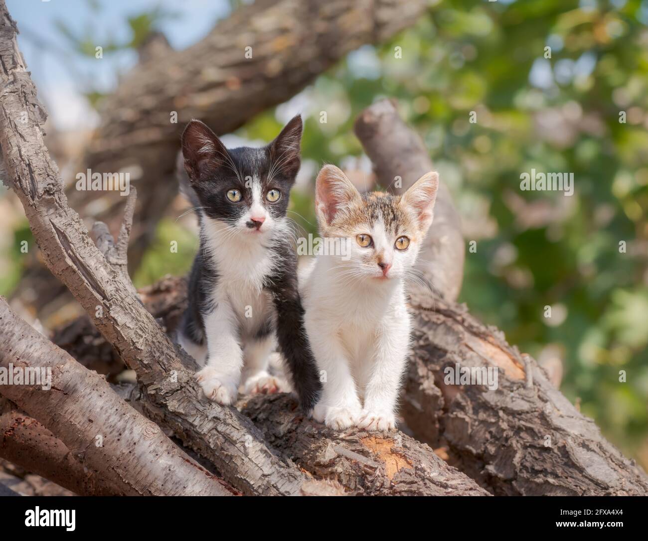 Zwei niedliche Katzen sitzen freundlich Seite an Seite auf Ästen und Baumstämmen und schauen aufmerksam, Griechenland Stockfoto